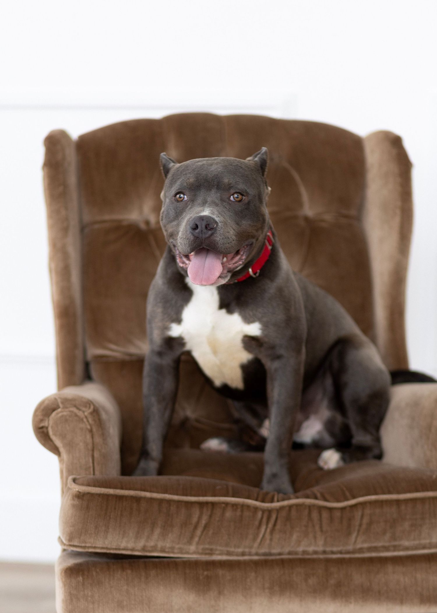 A gray pit bull lounges comfortably on a brown velvet couch in a sequence of four relaxed poses.