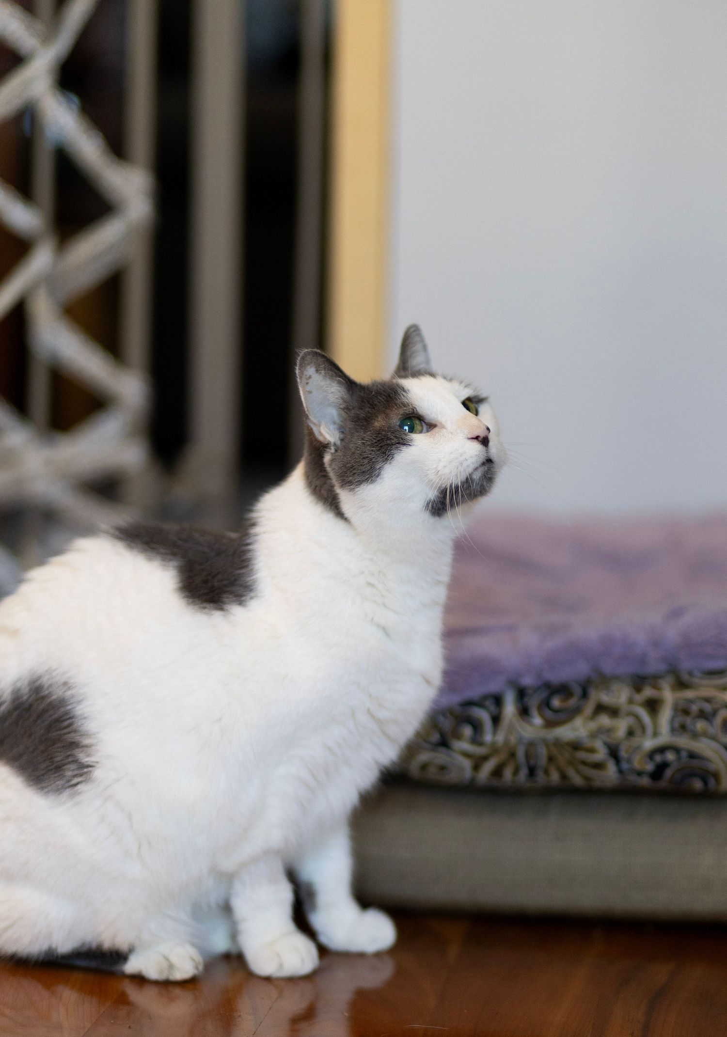 Gray and white cat sitting alert on hardwood floor near purple rug.