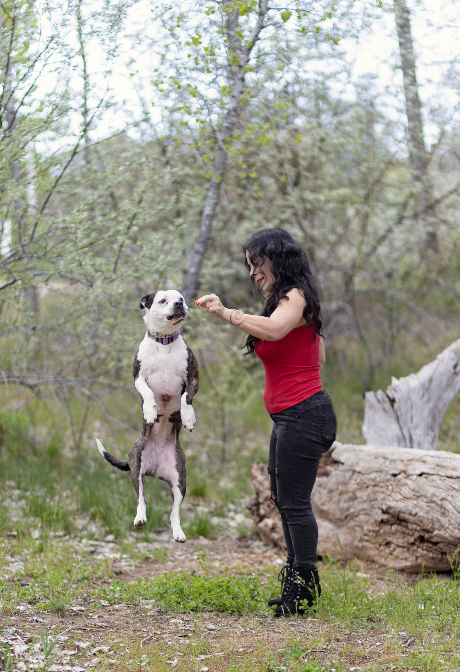 Woman in red top training a white and brown dog to stand on hind legs outdoors in a wooded area.