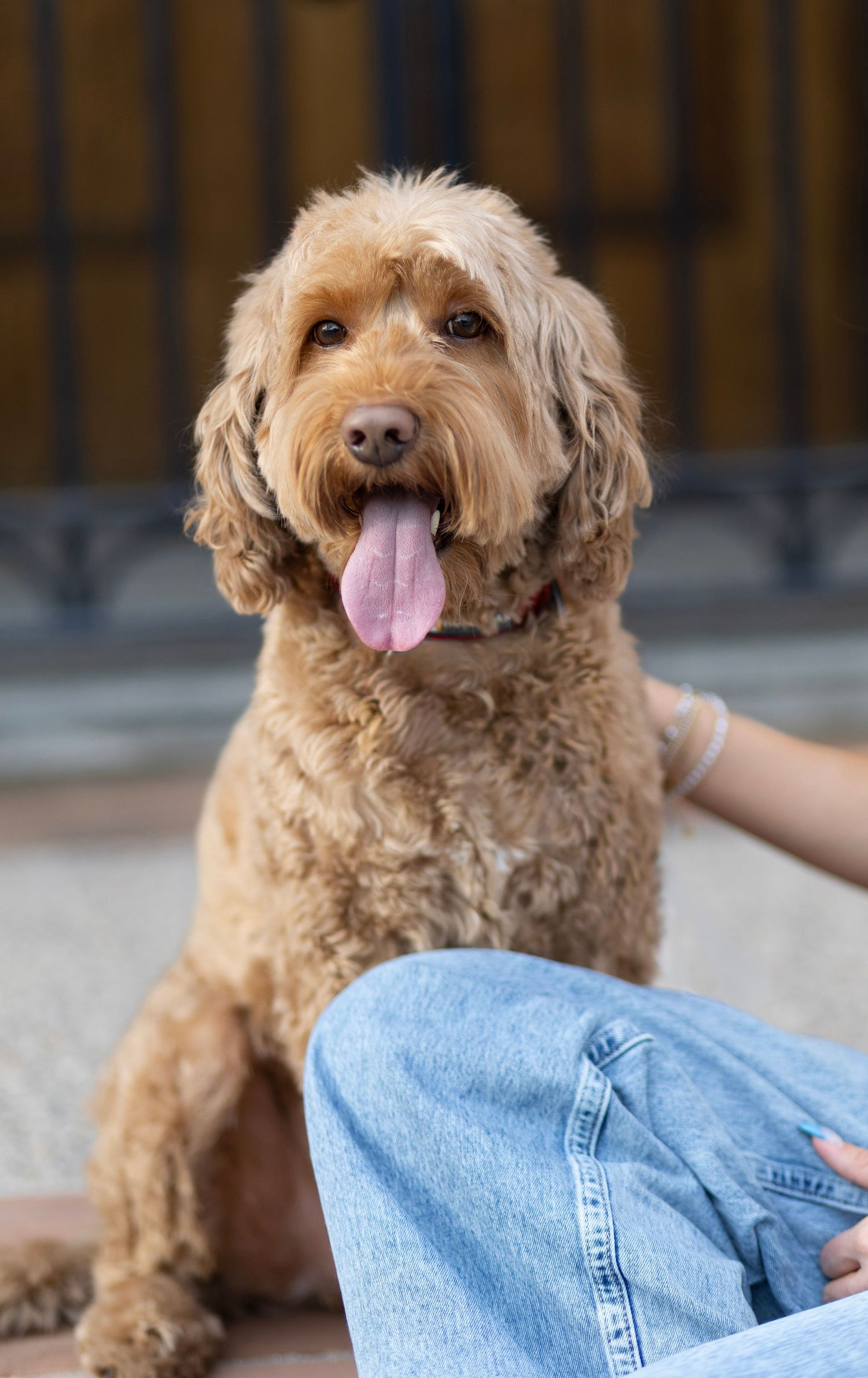 Fluffy golden doodle dog sitting with tongue out next to person in blue jeans on pavement.