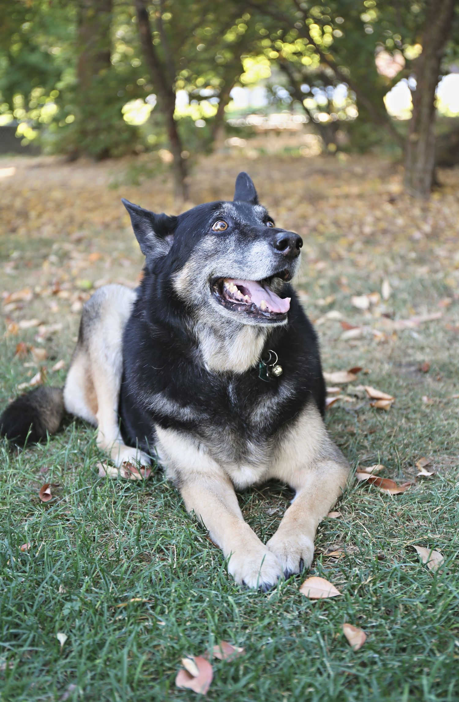 A black and tan German Shepherd mix dog lies contentedly on grass in a shaded outdoor area.