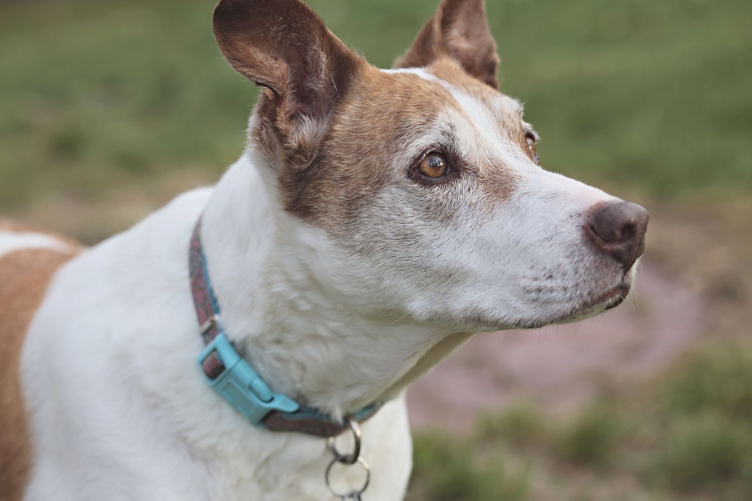 Side view sequence of a white terrier dog wearing a blue collar outdoors.