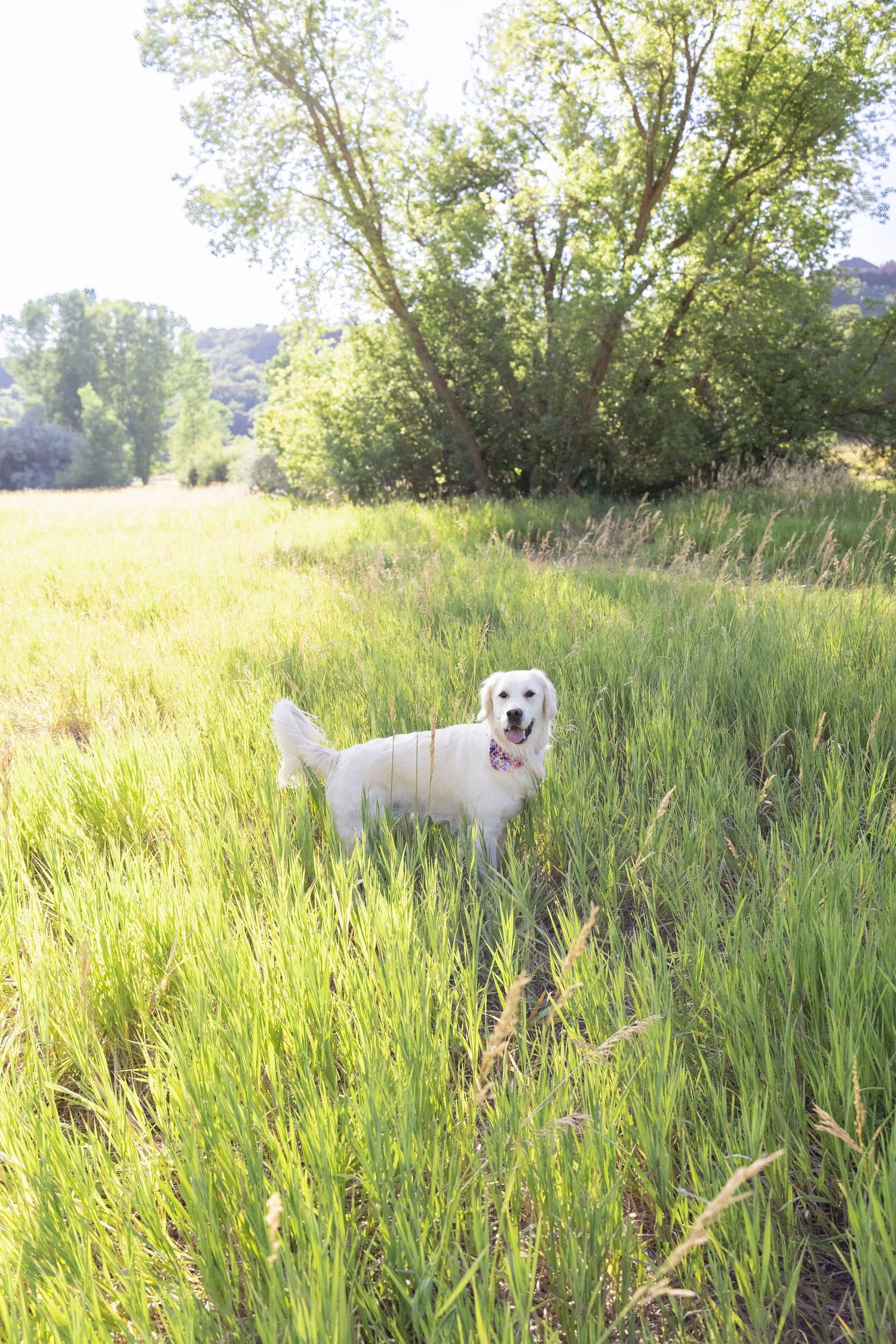 A white Golden Retriever explores a sun-lit meadow with tall grass.
