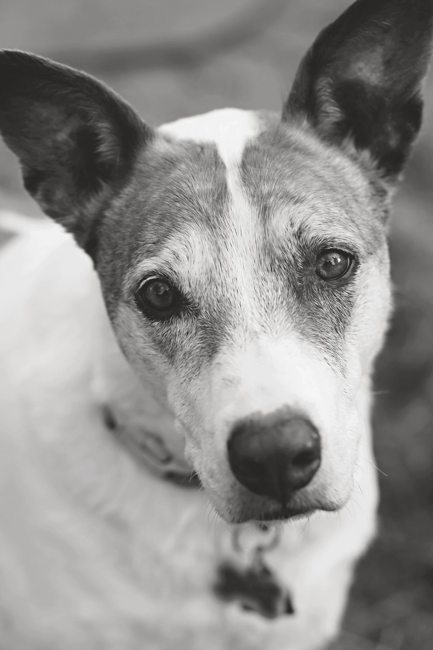 Black and white portrait sequence of a Jack Russell terrier showing various angles.