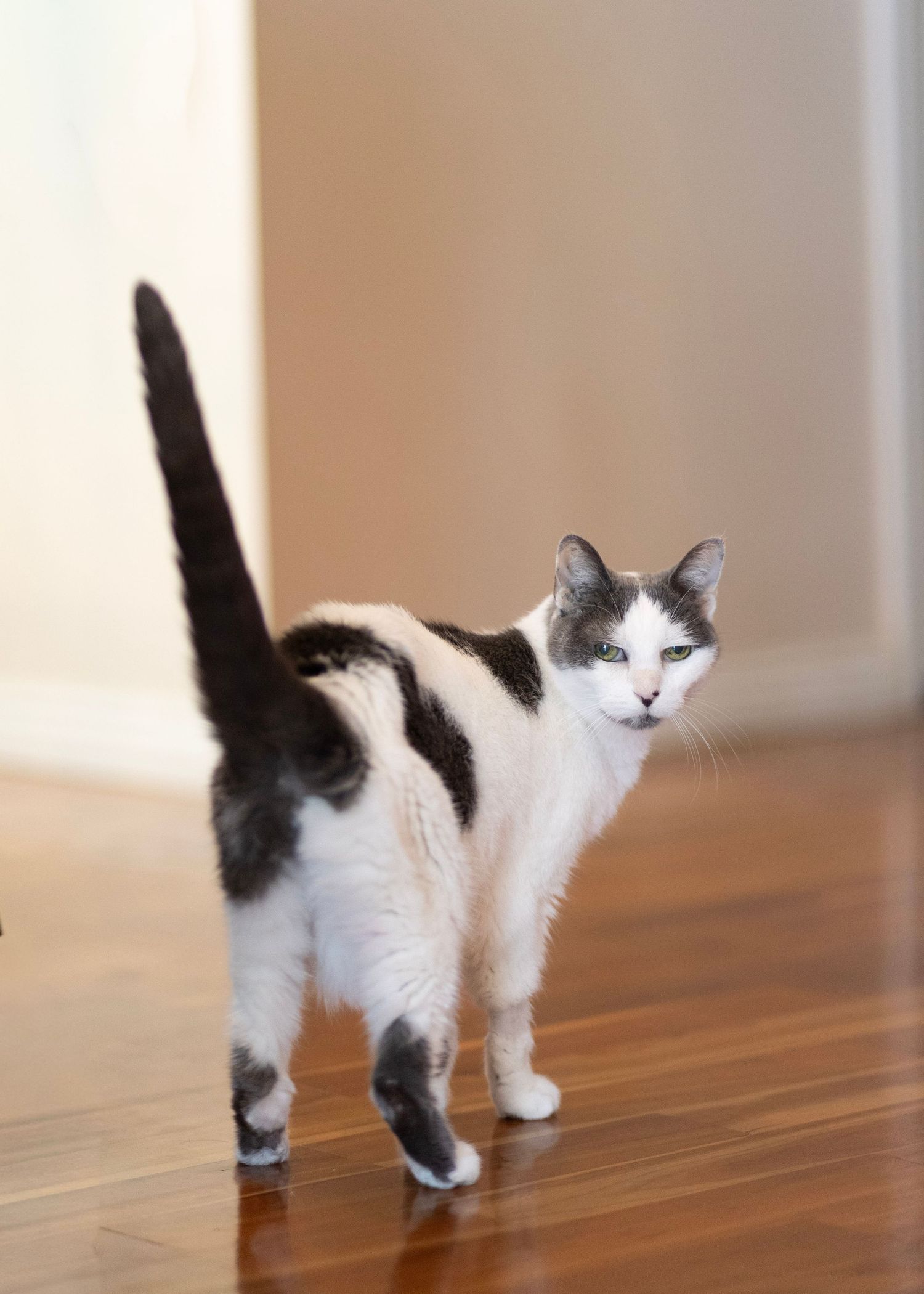 Black and white cat walking indoors on hardwood floor with tail raised high.