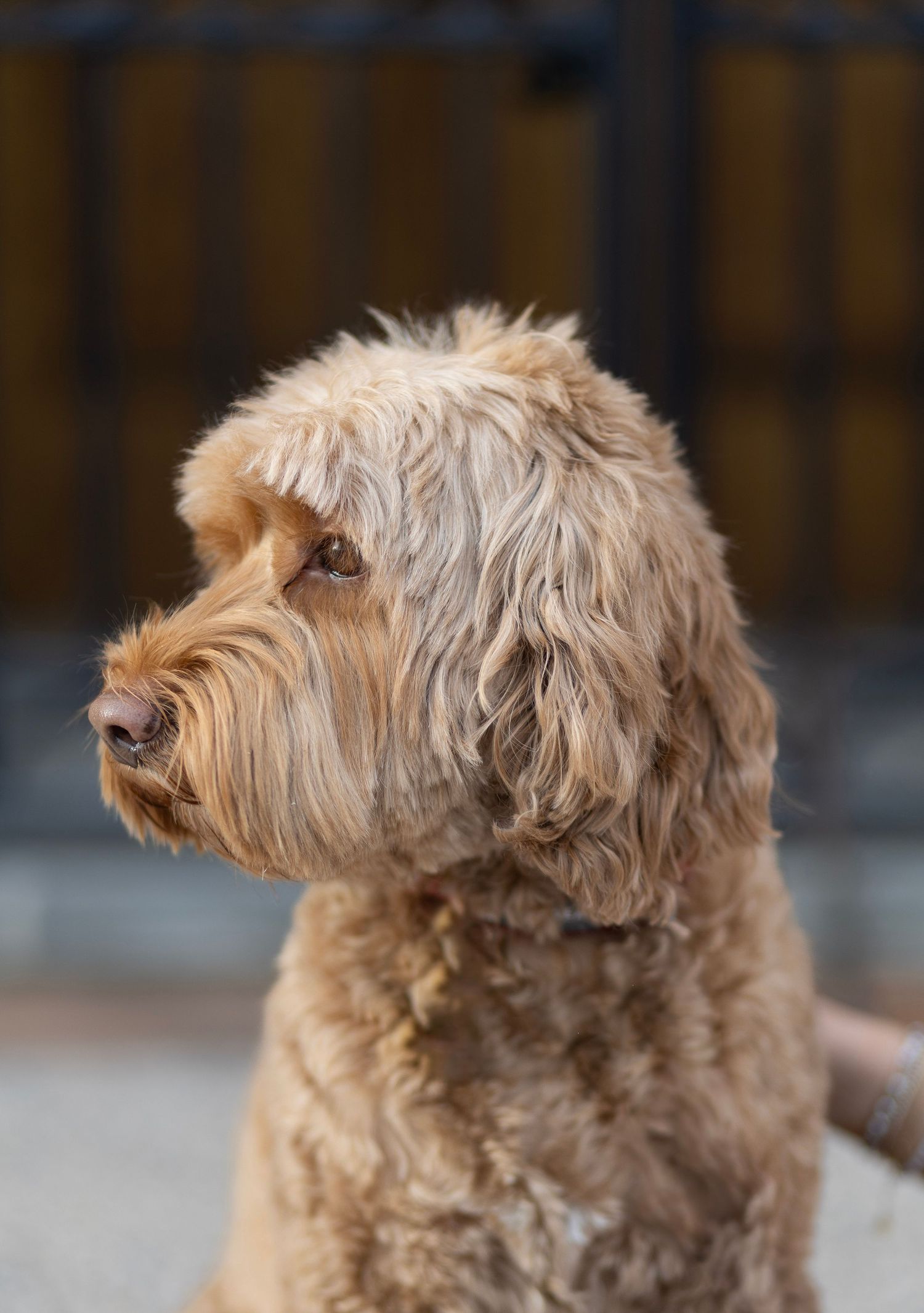 Close-up profile portrait of a fluffy golden Labradoodle dog with curly fur outdoors.