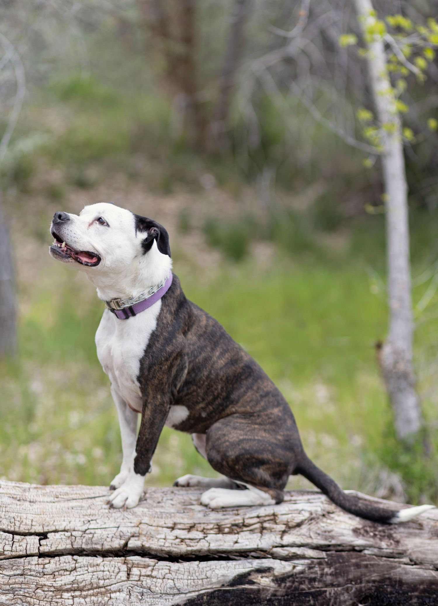Brindle and white pit bull dog sitting on a fallen log in a green forest, looking up with mouth open.