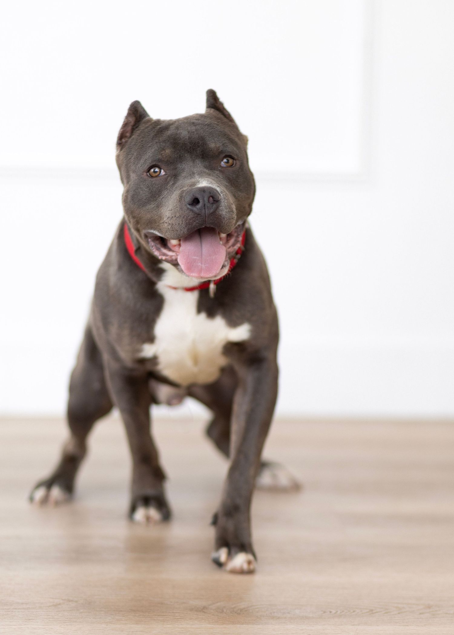 A muscular gray pit bull with white chest markings stands confidently on a light colored floor.