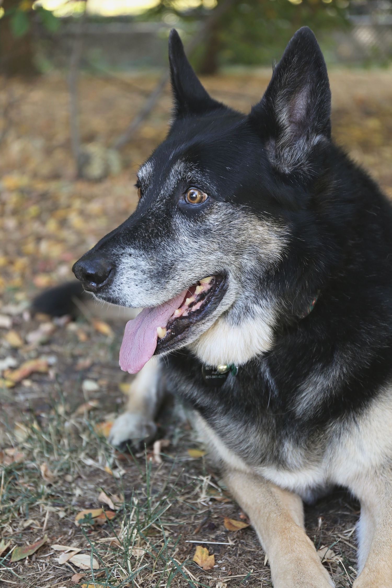 Black and white husky mix dog showing happy expressions in outdoor setting.