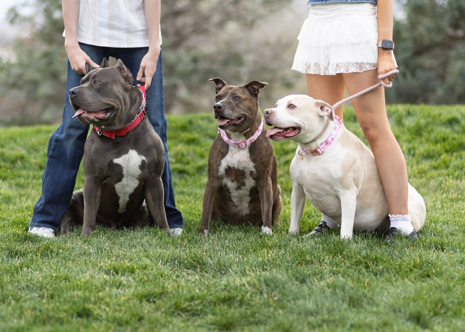 Three pit bull dogs sitting on green grass held by two people on leashes outdoors.
