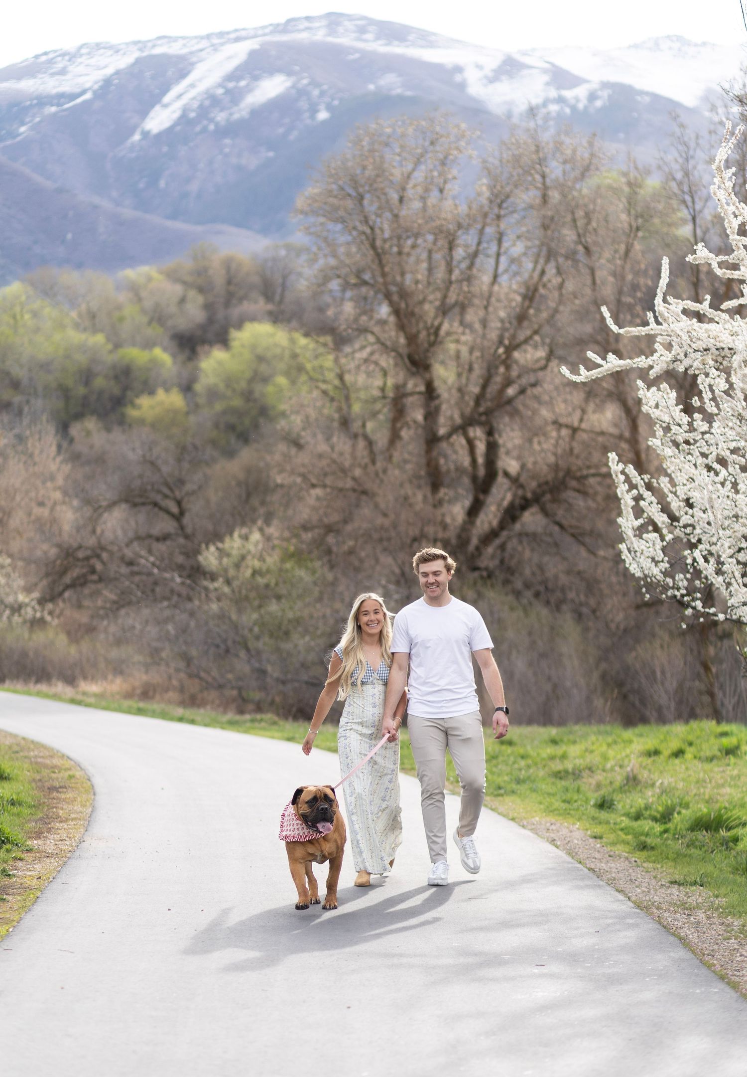 Couple walking a bulldog on a paved path with snow-capped mountains and spring blossoms in the background.