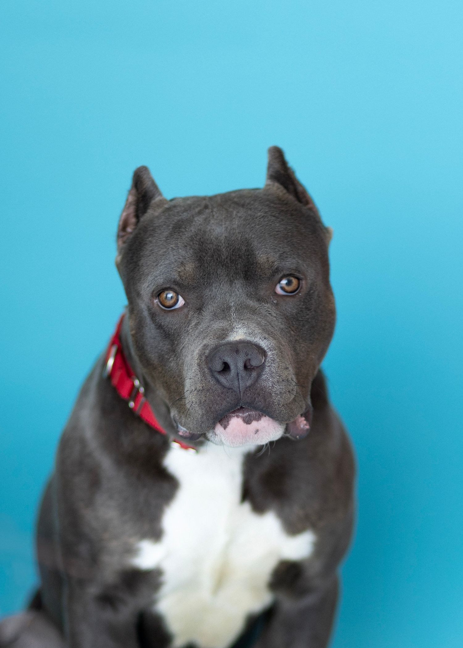 A dark gray pitbull with white chest markings makes different expressive faces against a bright blue background.