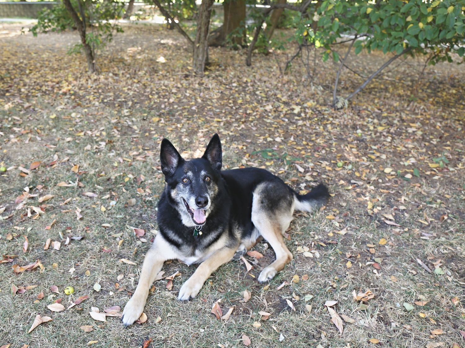 Black and white dog lying down on gravel path surrounded by fallen leaves.