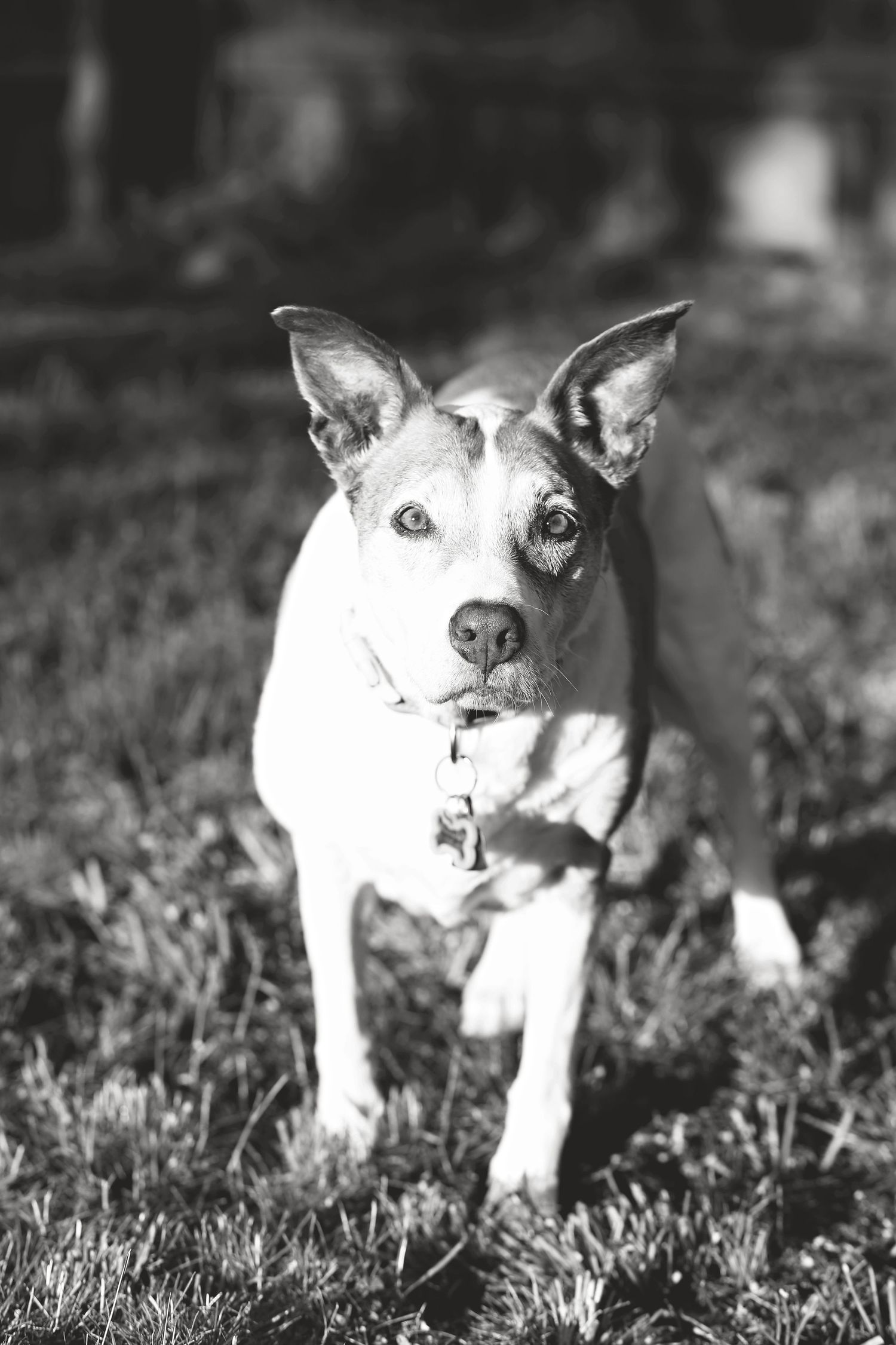 Close-up sequence of a white terrier dog lying in grass, showing progression of facial expressions.