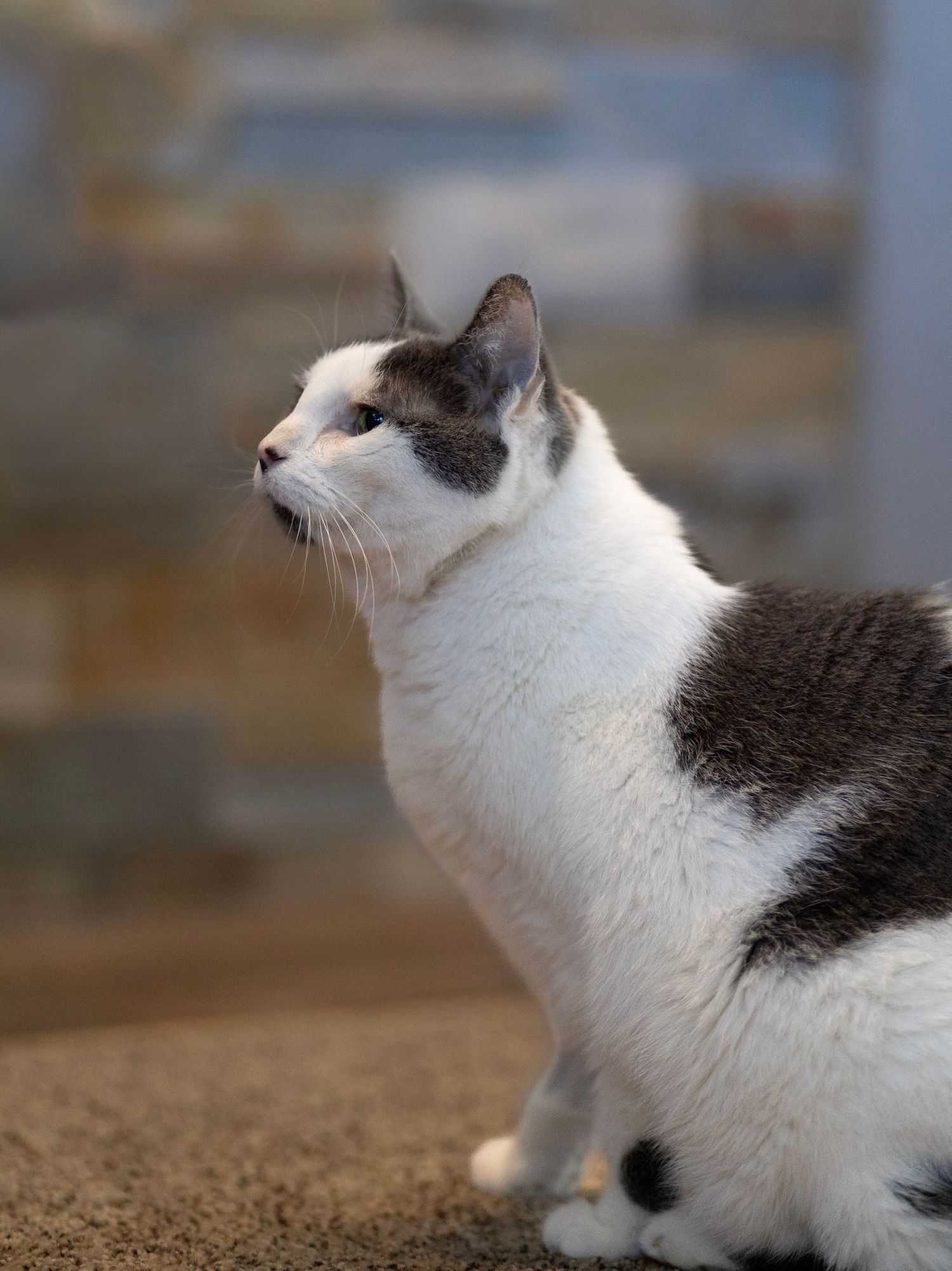 White and gray cat sitting outdoors against a stone wall, gazing alertly to the side.