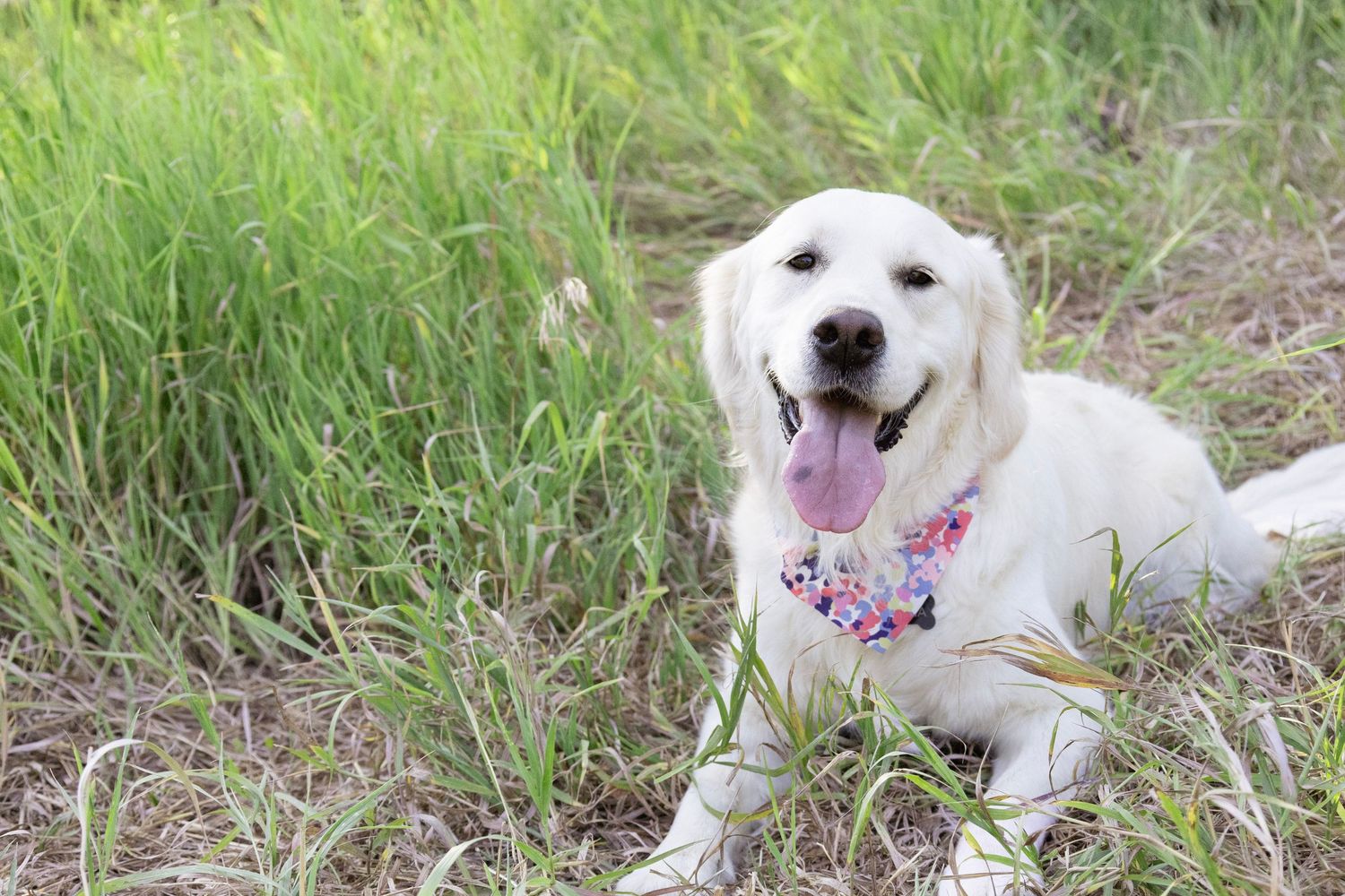A happy white Golden Retriever lying in green grass with a playful expression.