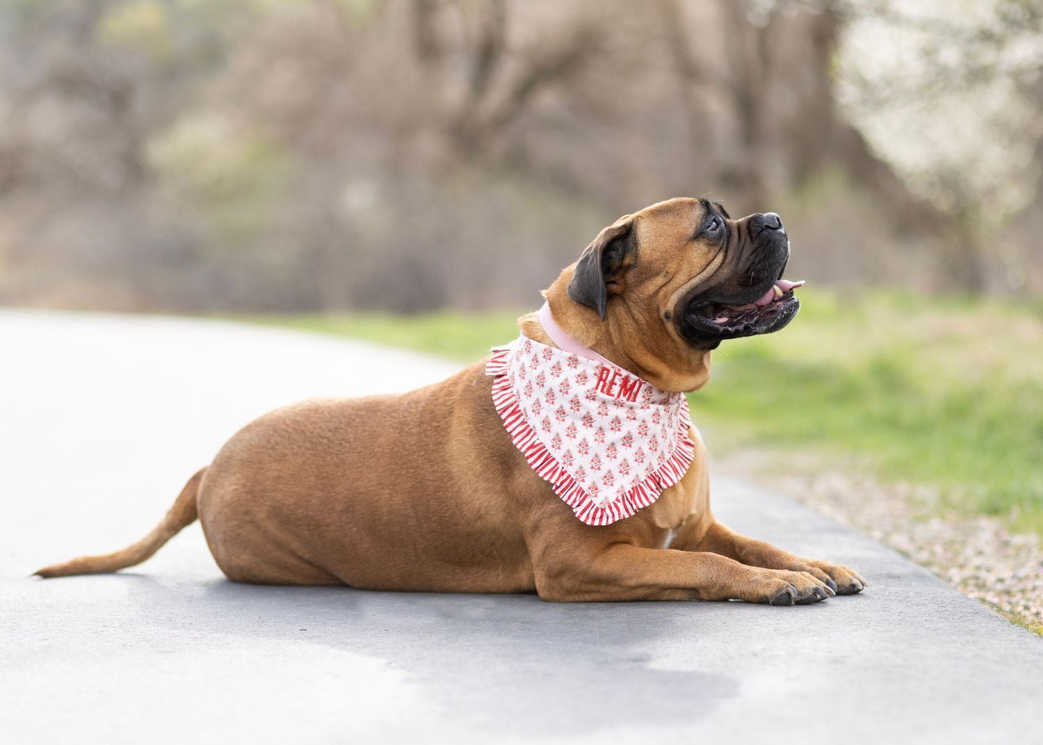 A large fawn Bullmastiff dog wearing a red bandana lies on pavement outdoors with mouth open.