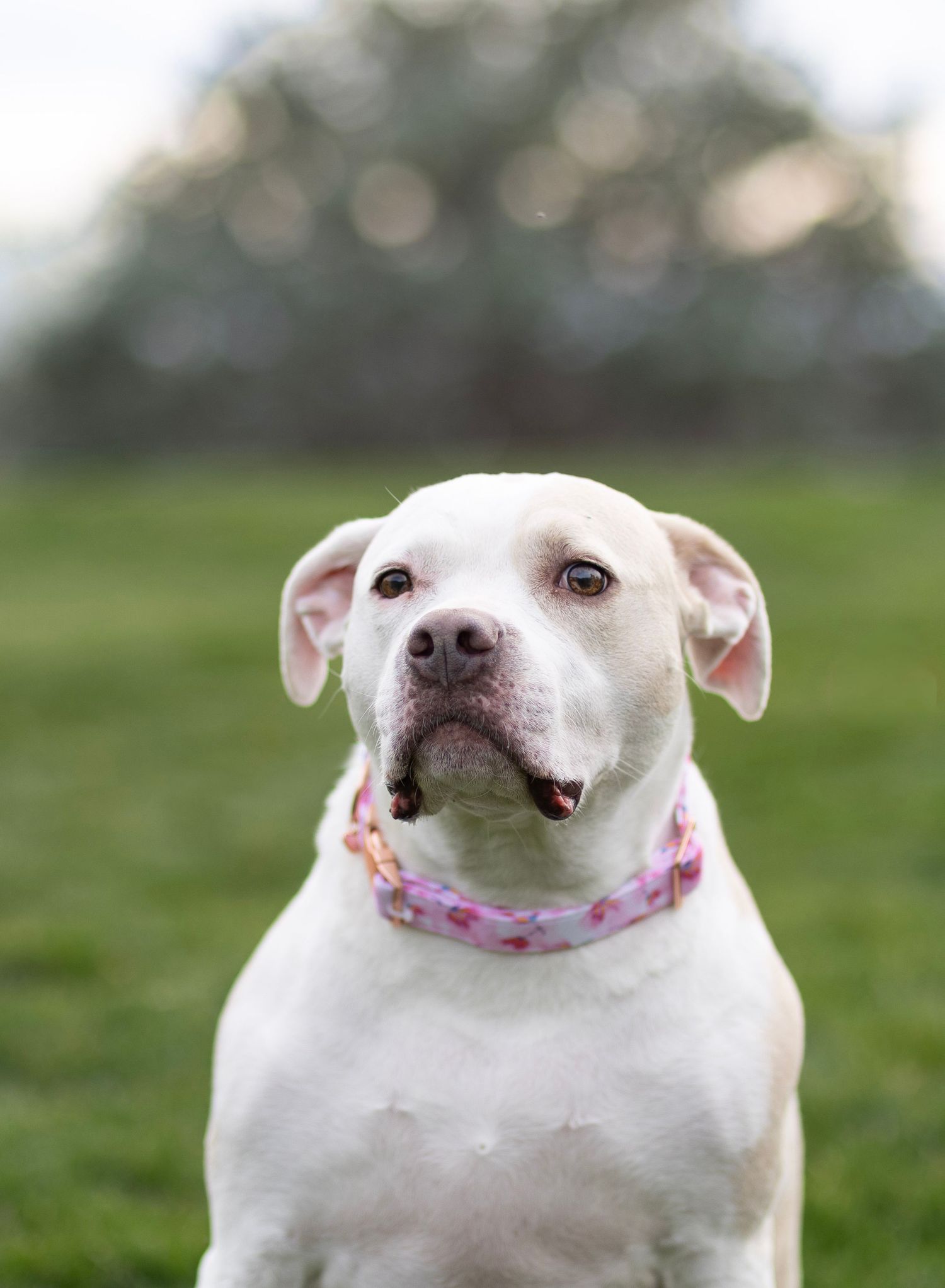 White Pit Bull Terrier dog wearing a pink floral collar sitting on green grass outdoors.
