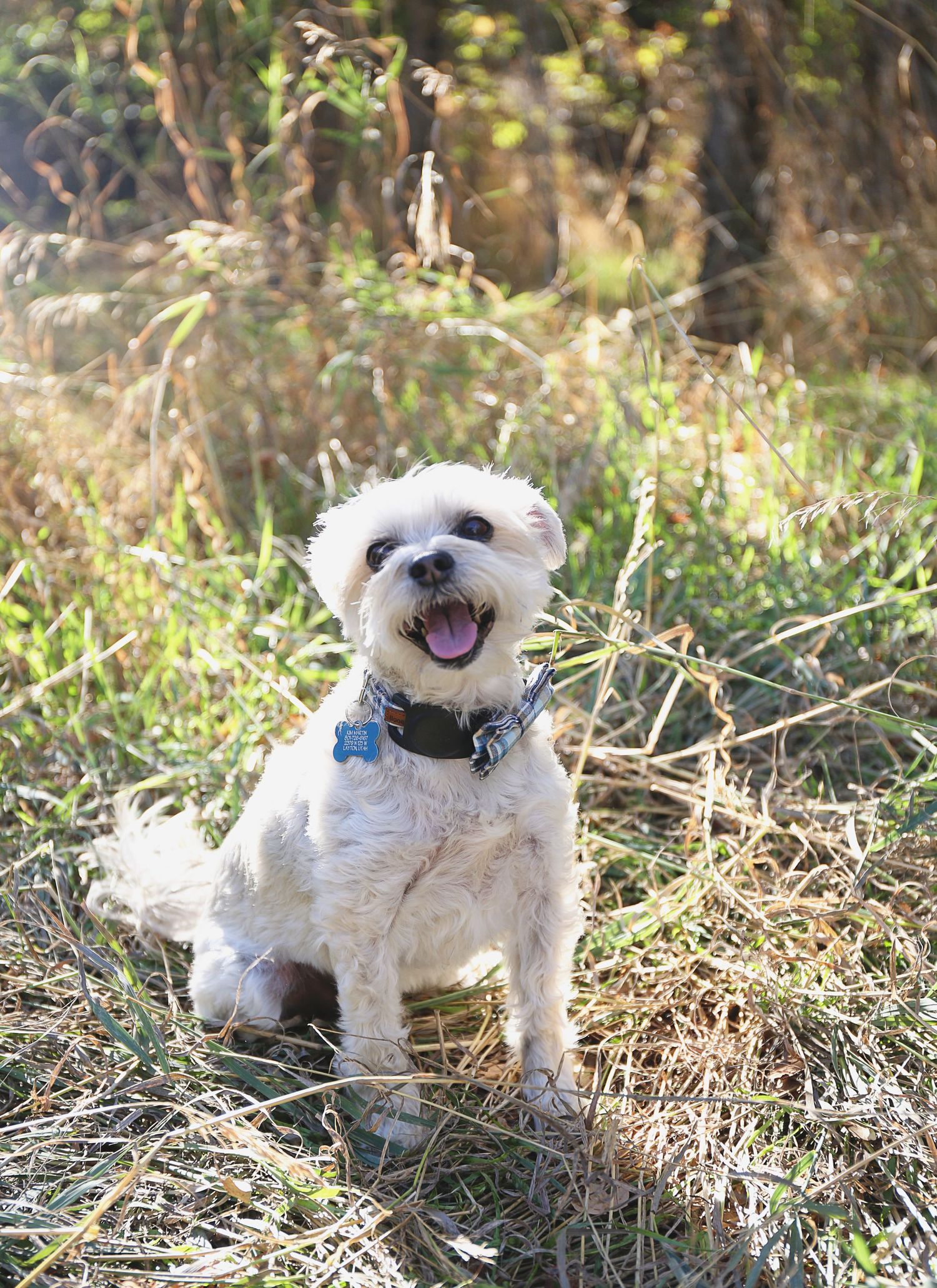 Happy white small dog with blue collar sitting in sunny outdoor grass and brush.