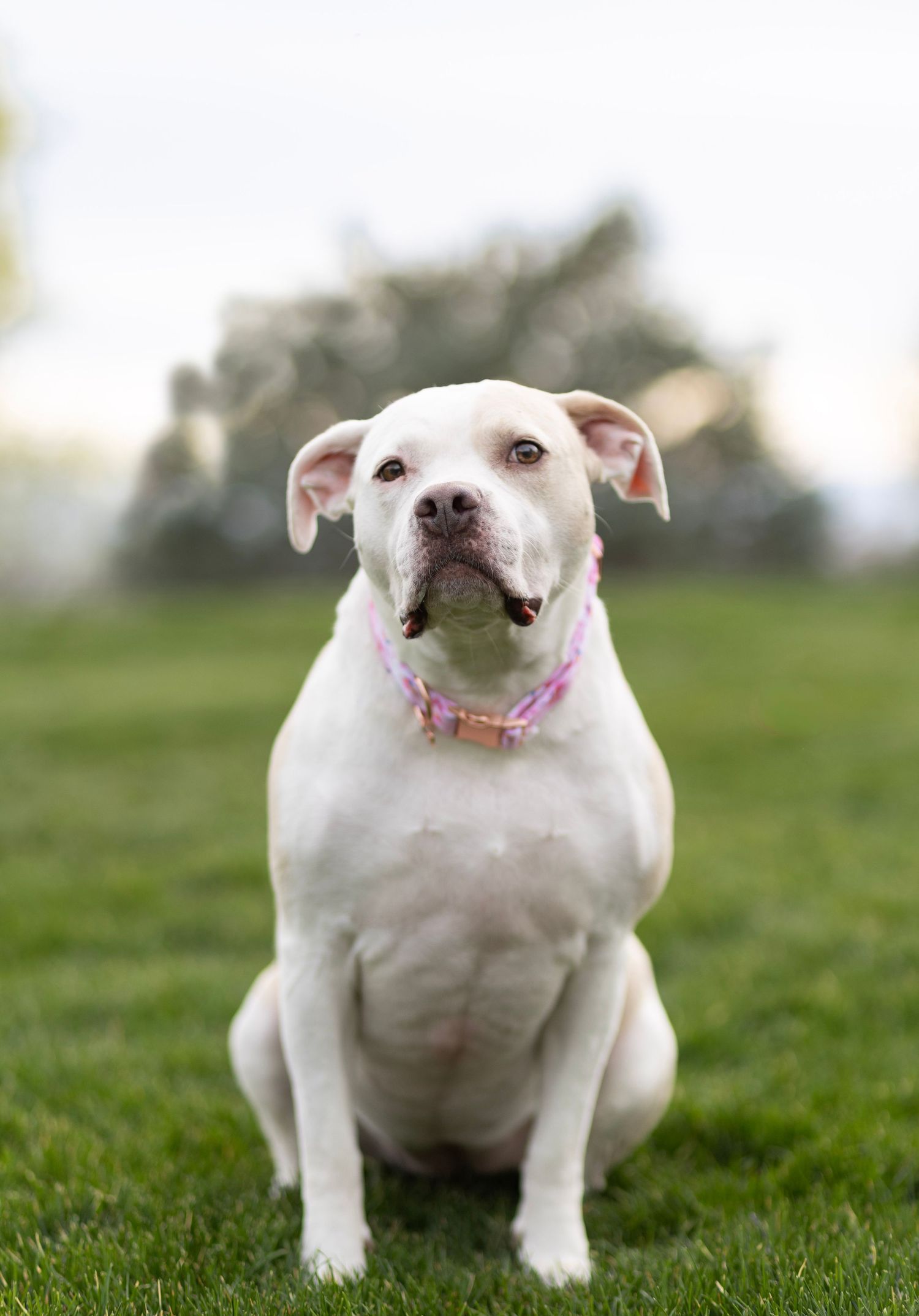 White pit bull dog wearing a pink collar sits attentively on green grass in an outdoor park setting.