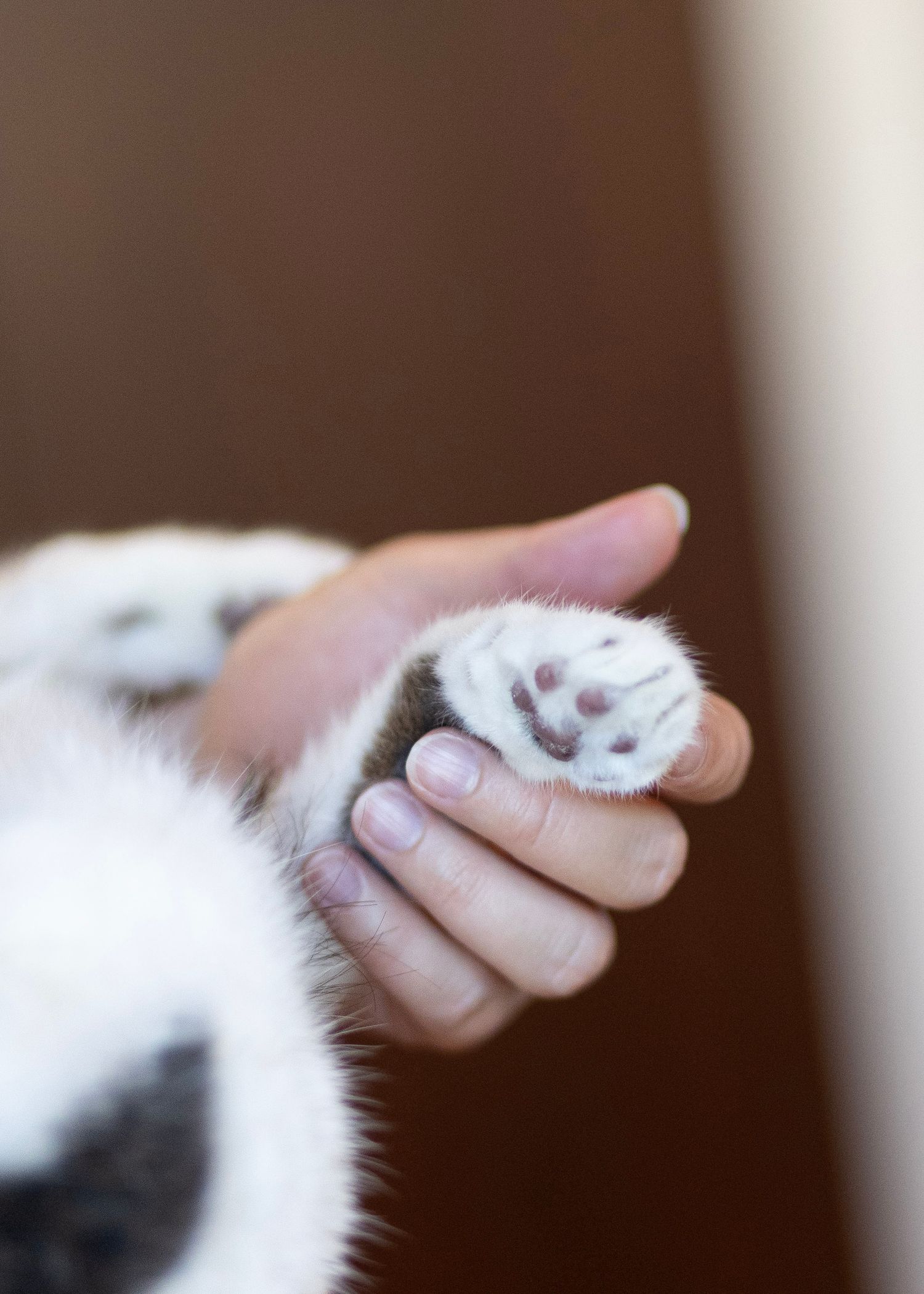A human hand gently holding a small white cat paw, showing soft pink toe beans up close.