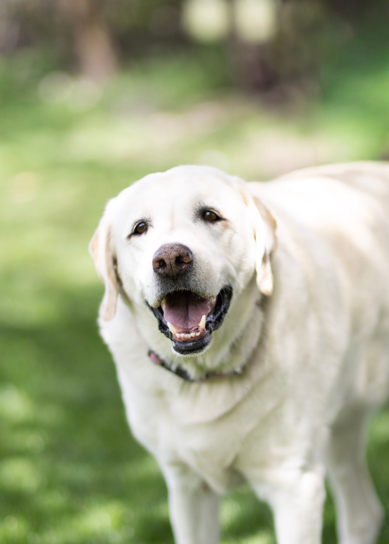 Close-up of a smiling white Labrador Retriever with mouth open on a green background.