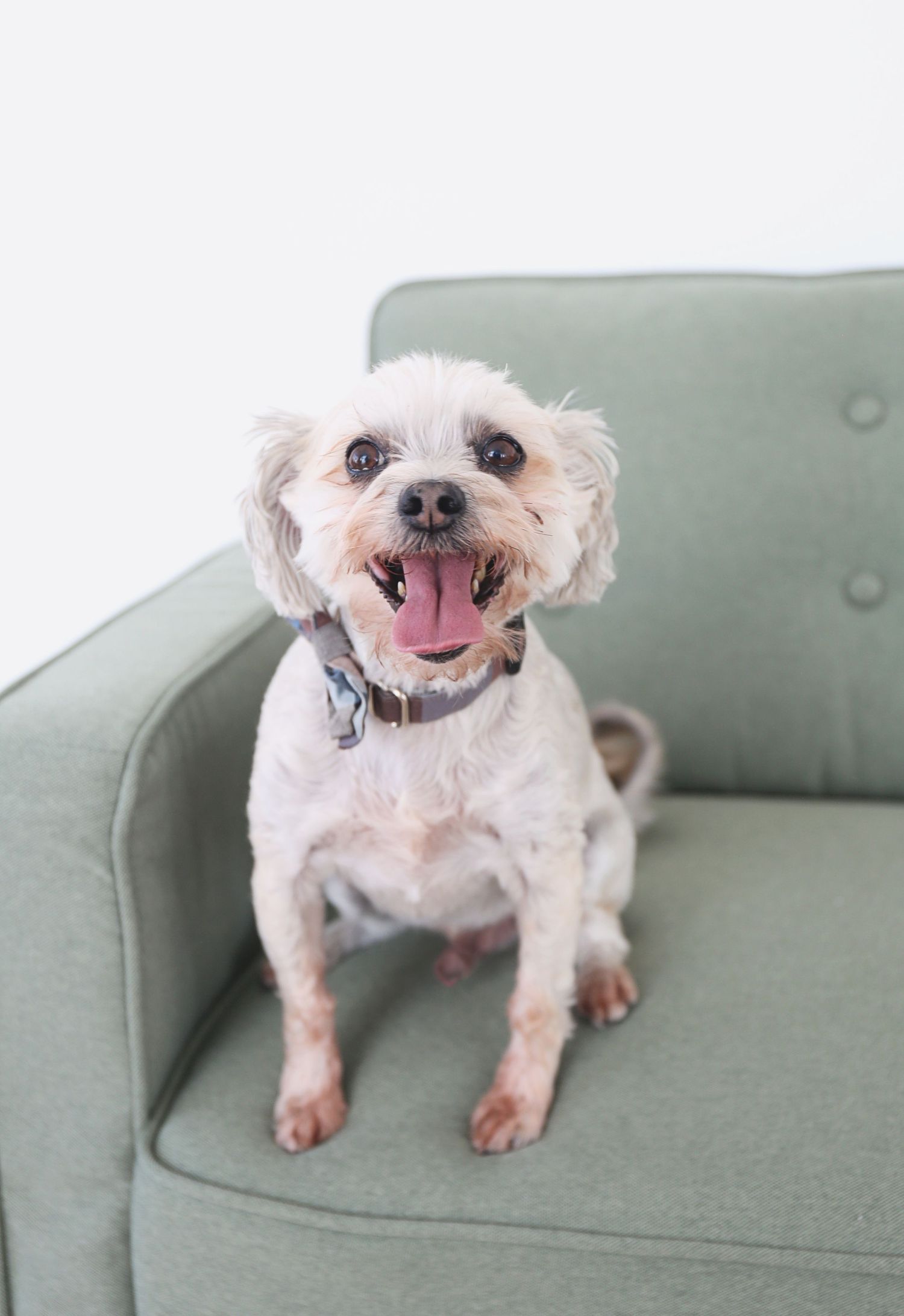 Small white fluffy dog with happy expression sitting on mint green armchair.