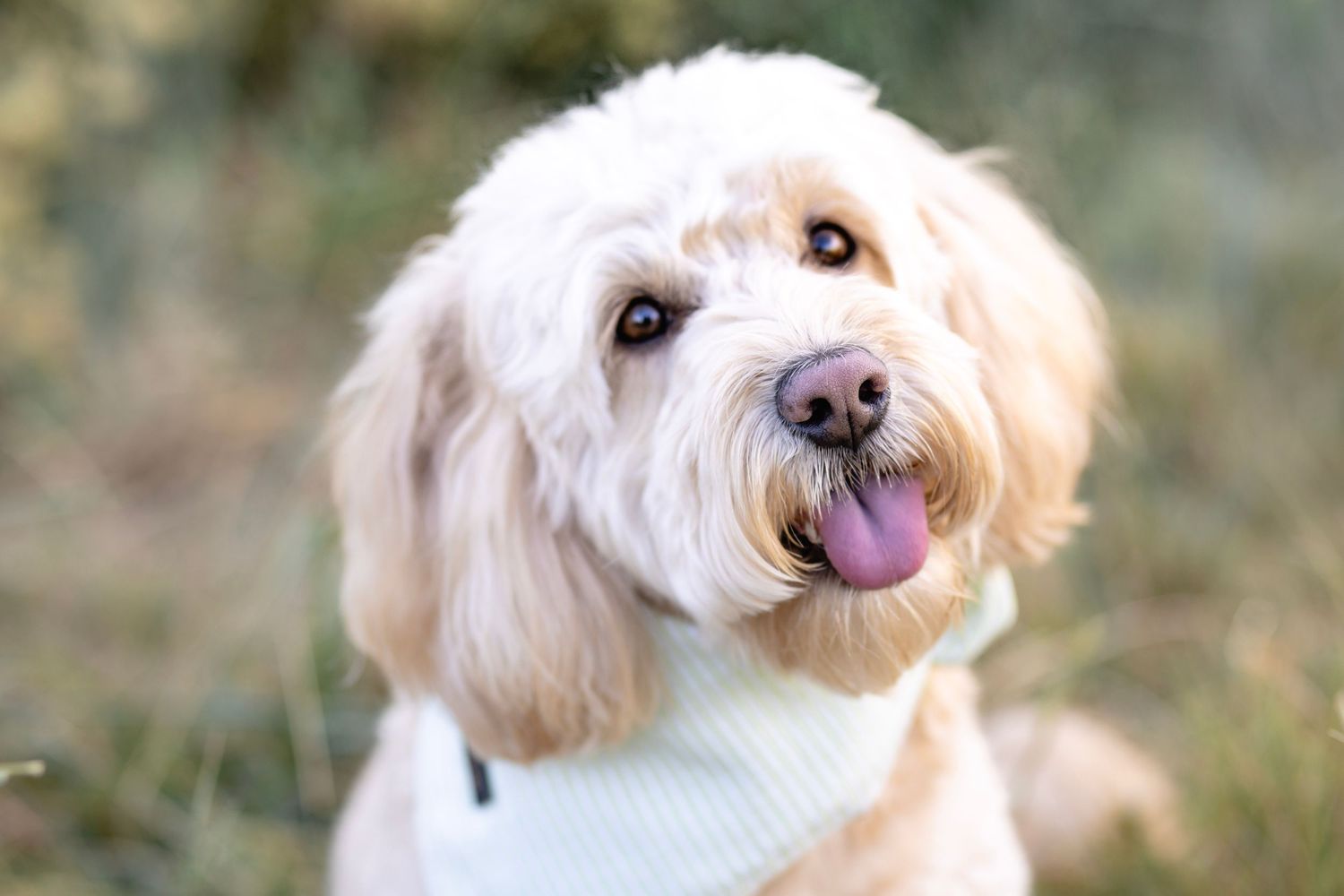 Close-up portraits of a cute white fluffy dog showing different playful expressions.