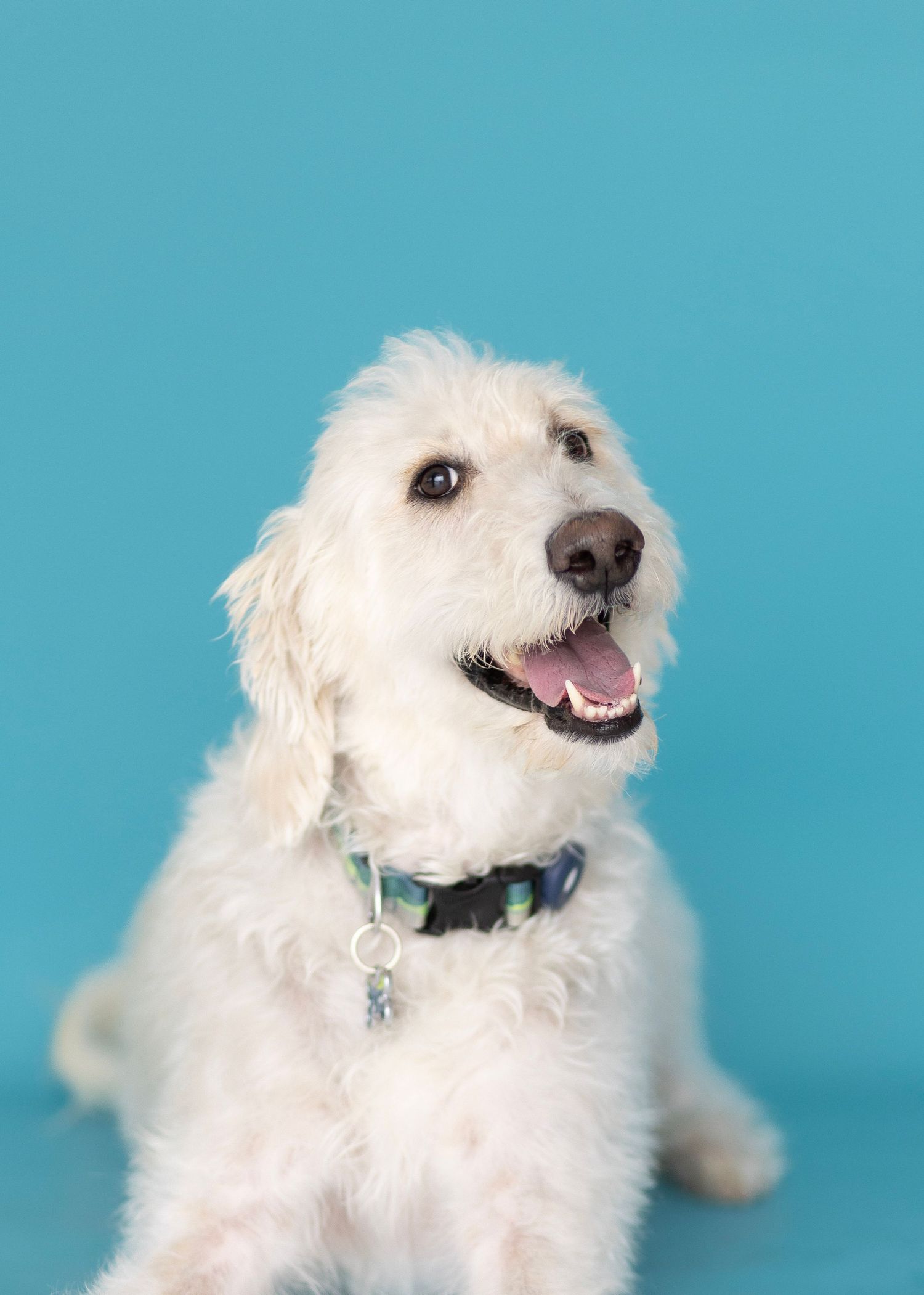 A fluffy white dog with a happy expression shown in five different poses against a turquoise blue background.