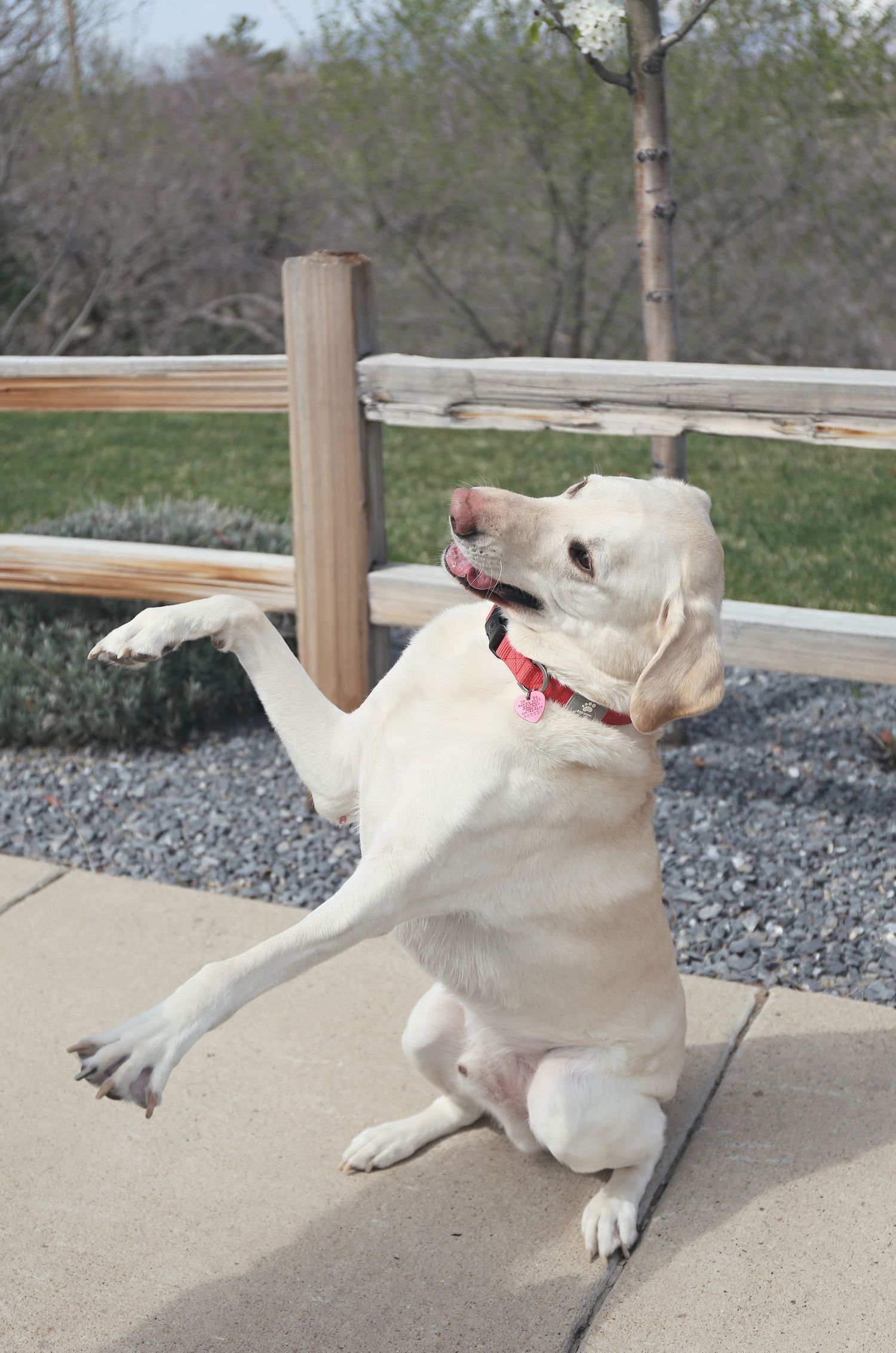 White dog stretches and plays on concrete patio with wooden fence in background.