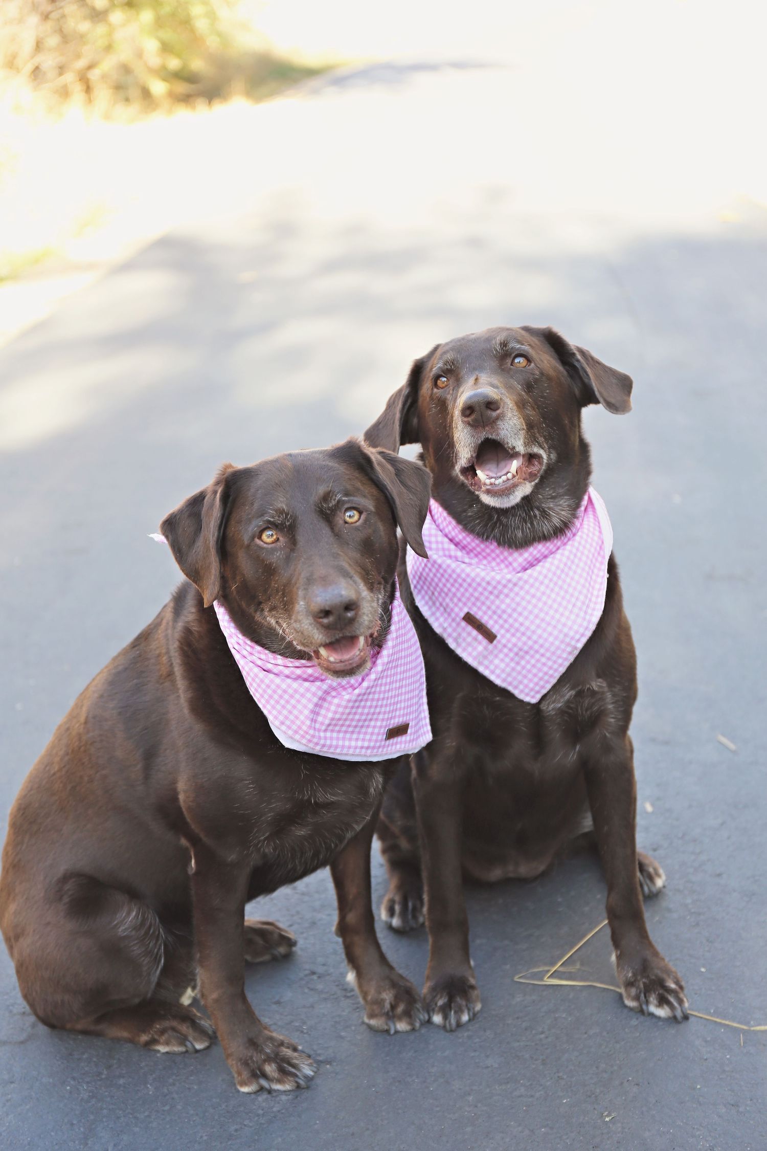 Two chocolate labs wearing pink bandanas sit together on pavement.