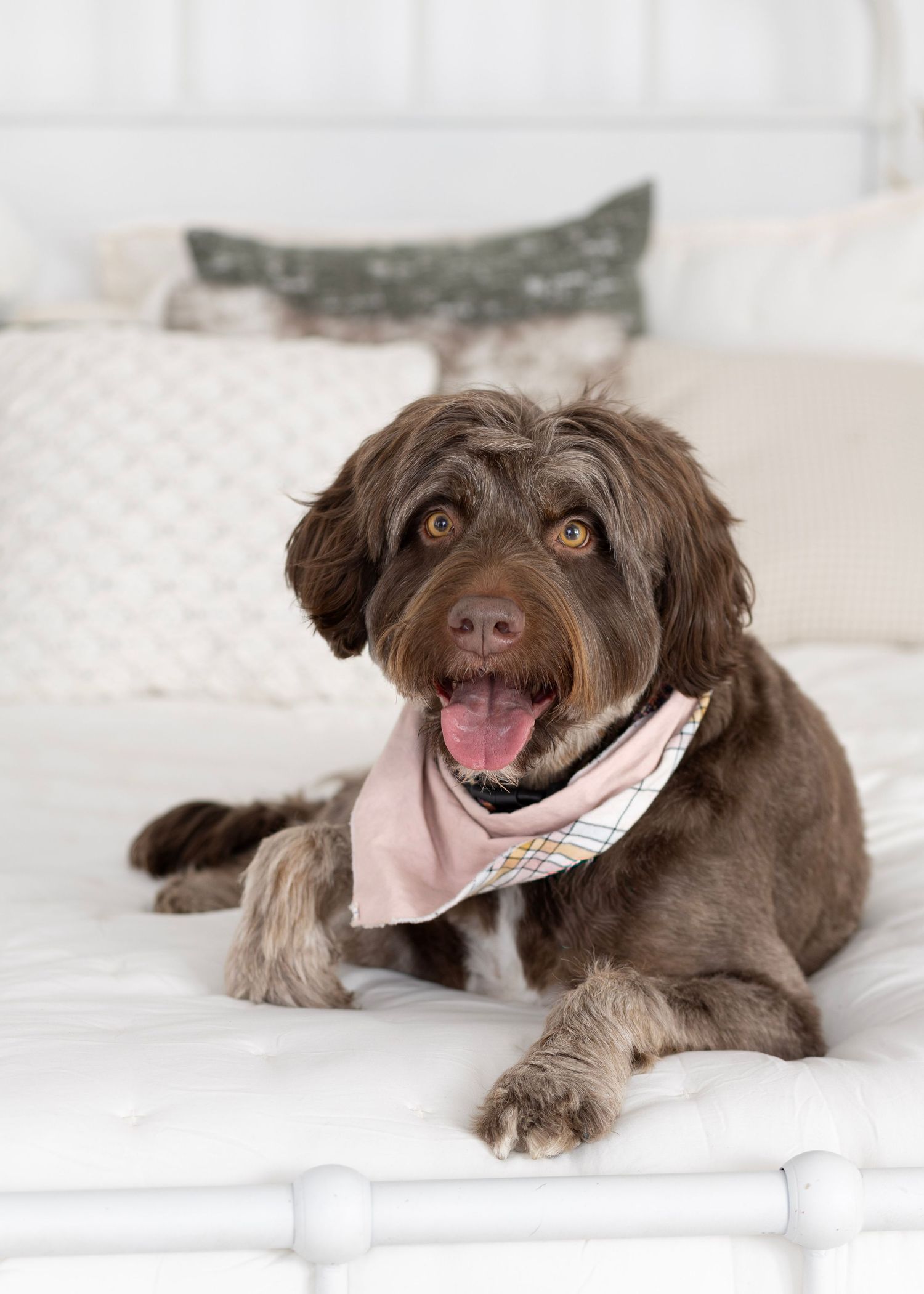 Chocolate brown dog with floppy ears lying comfortably on white bedding in a series of playful poses.