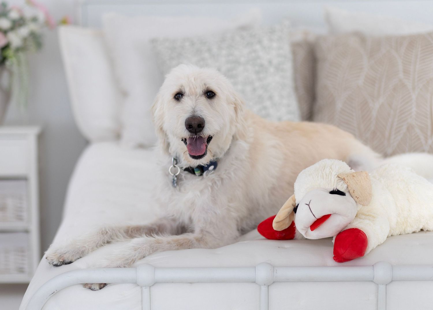 A white dog lying on a couch with a red heart-shaped pillow in a sequence of relaxed poses.