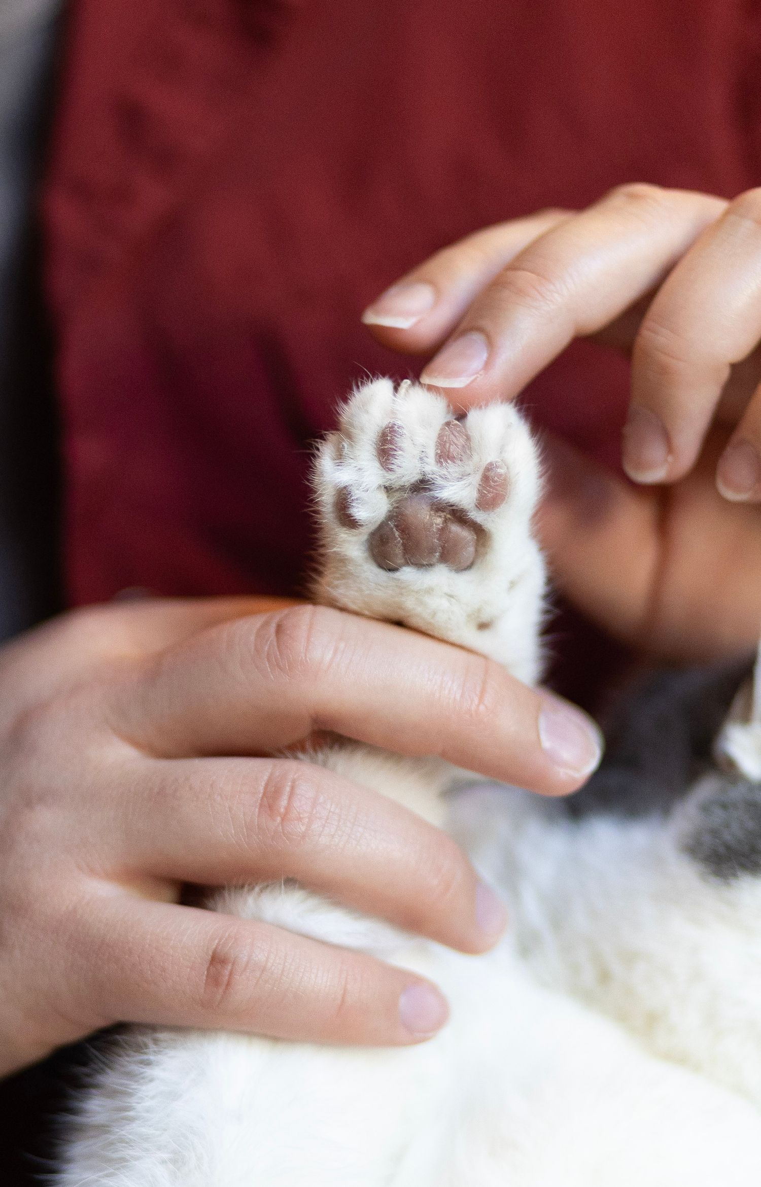 Close-up of a person gently holding a white cat's paw, showing soft pink and brown paw pads.