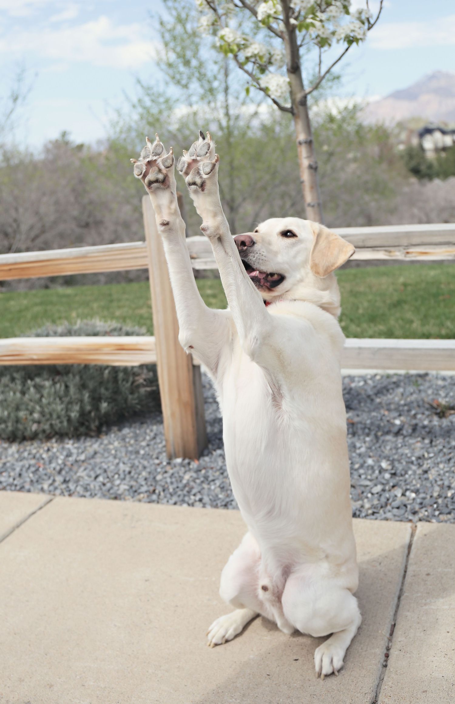 White dog lying on concrete playfully raises paws in the air.