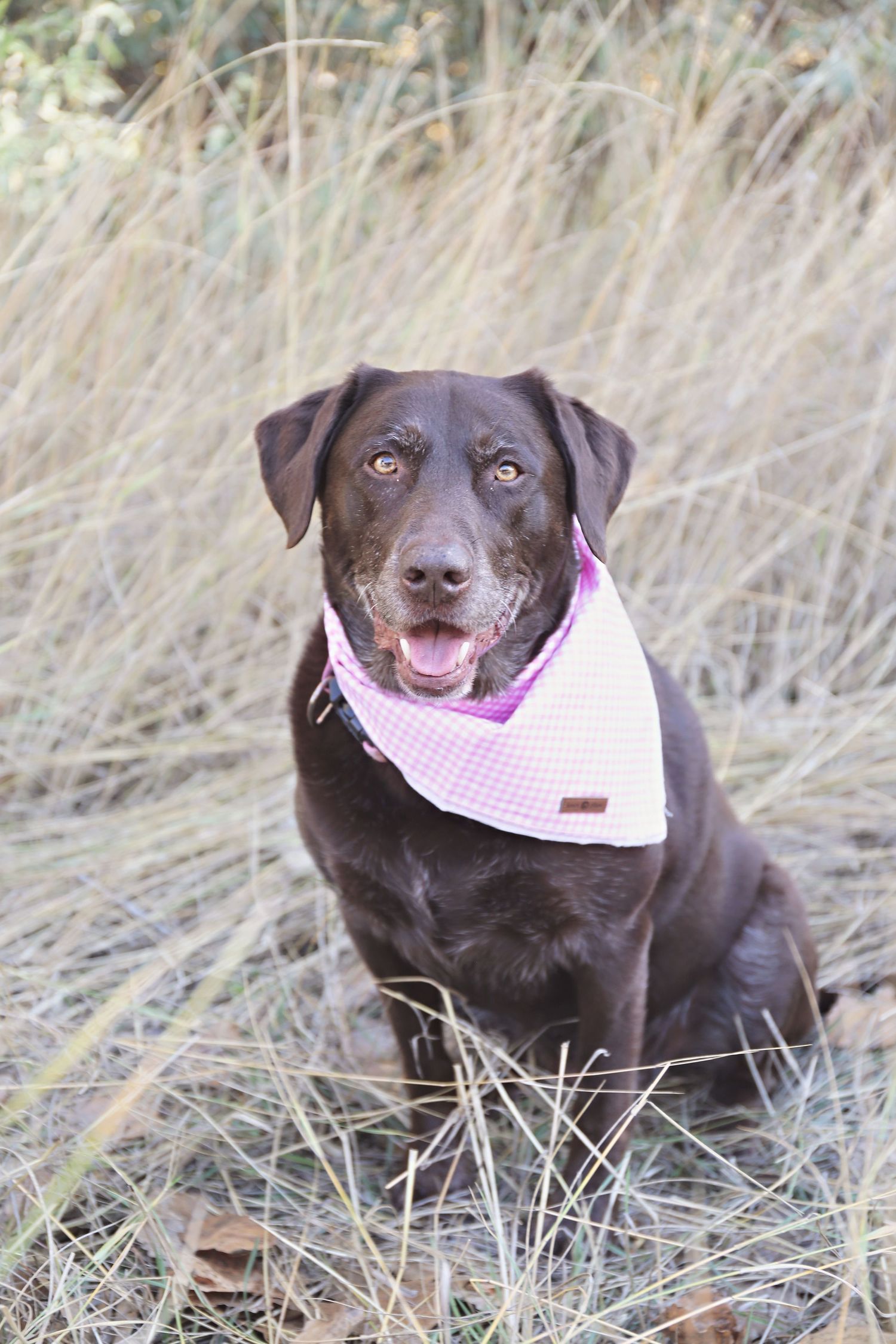 Chocolate Labrador wearing a pink gingham bandana sits in tall grass.