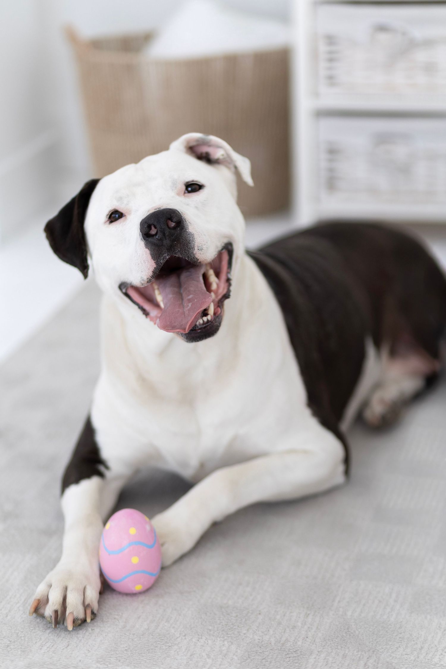 Happy black and white Staffordshire Bull Terrier lying on carpet with a pink Easter egg toy.