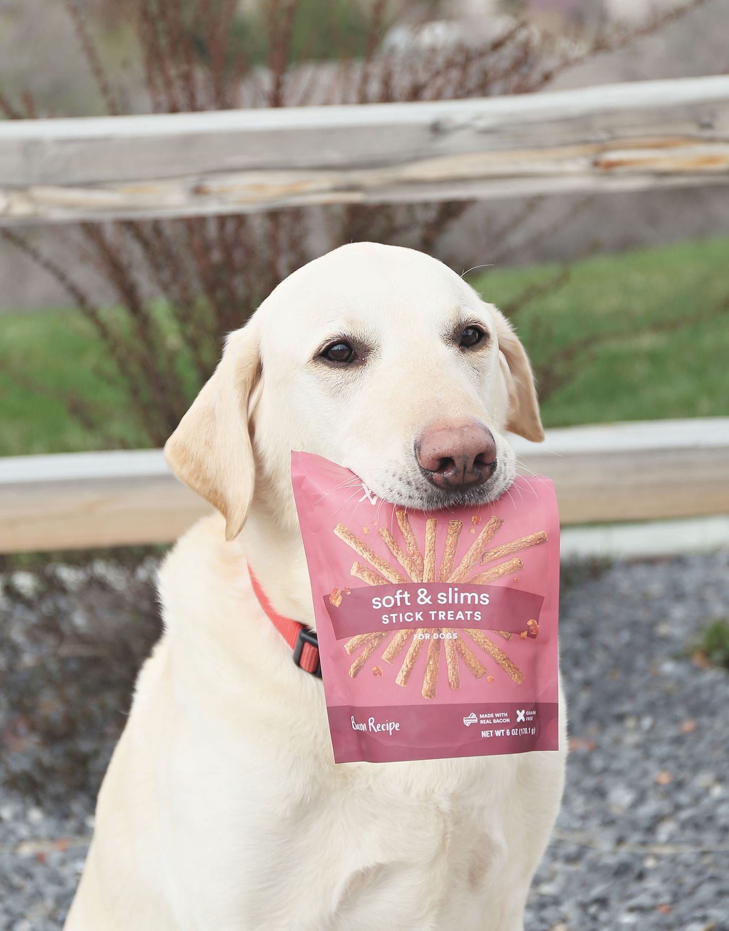 White dog holds pink treat bag in mouth while looking at camera.