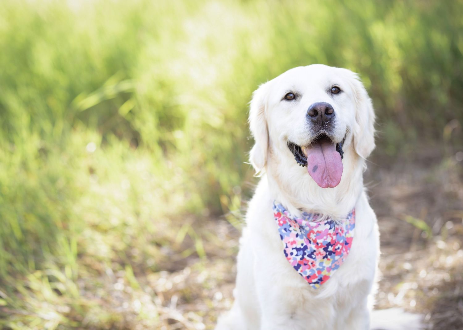 A cheerful white dog wearing a floral bandana poses outdoors in natural sunlight.