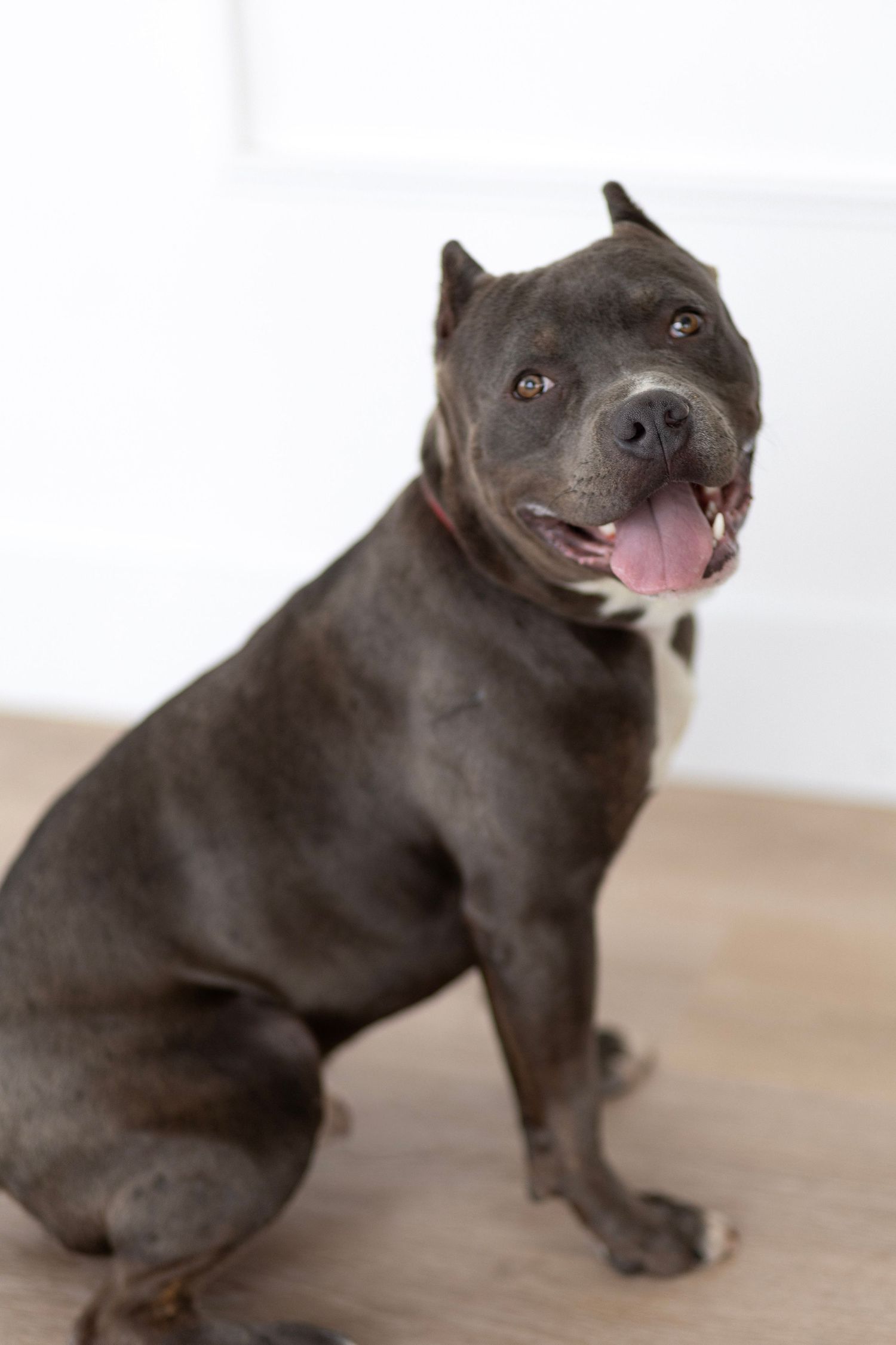 Playful gray Staffordshire bull terrier dog in various poses showing happy expressions and movement on wooden floor.