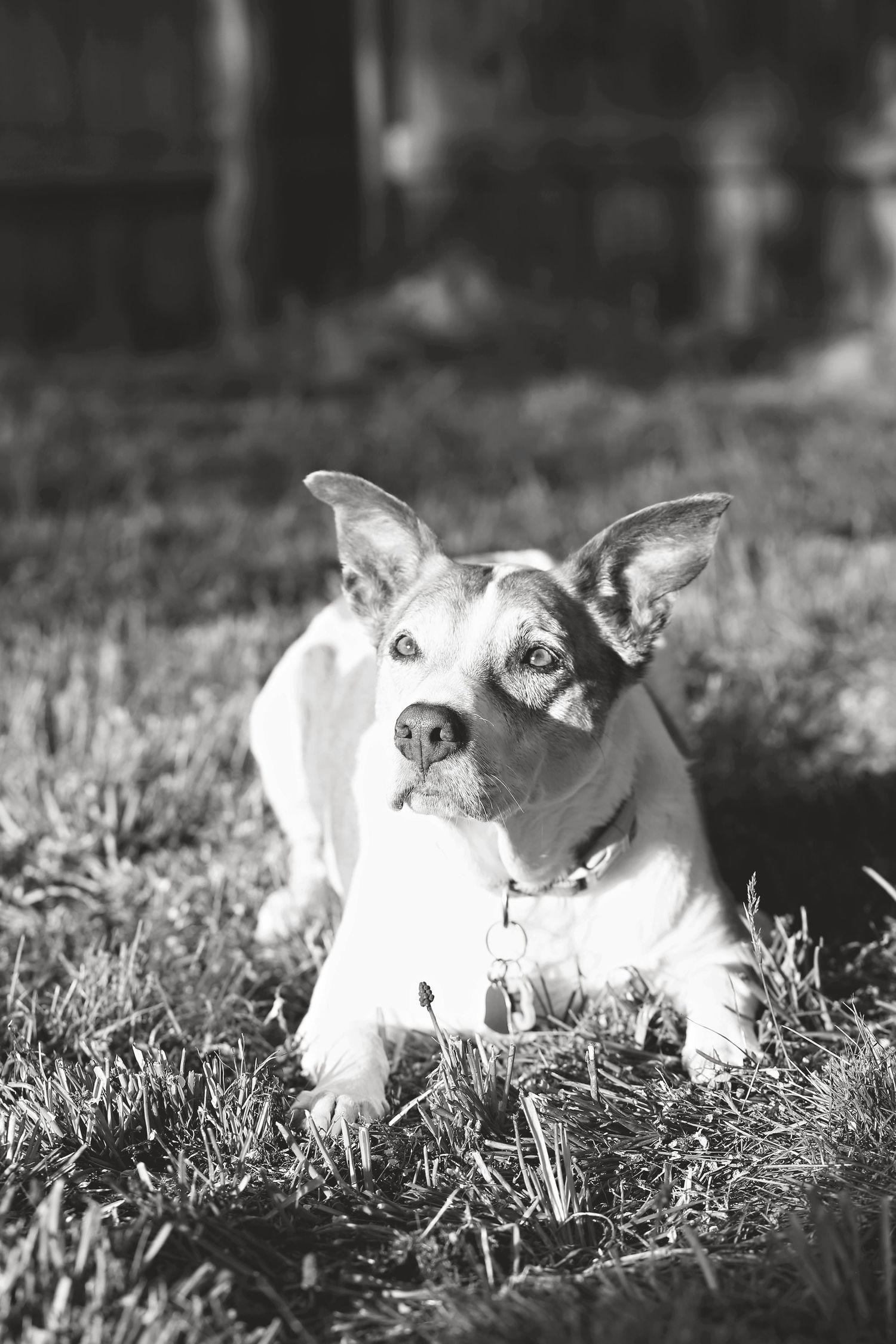 Black and white sequence of a small dog relaxing in sunlit grass.