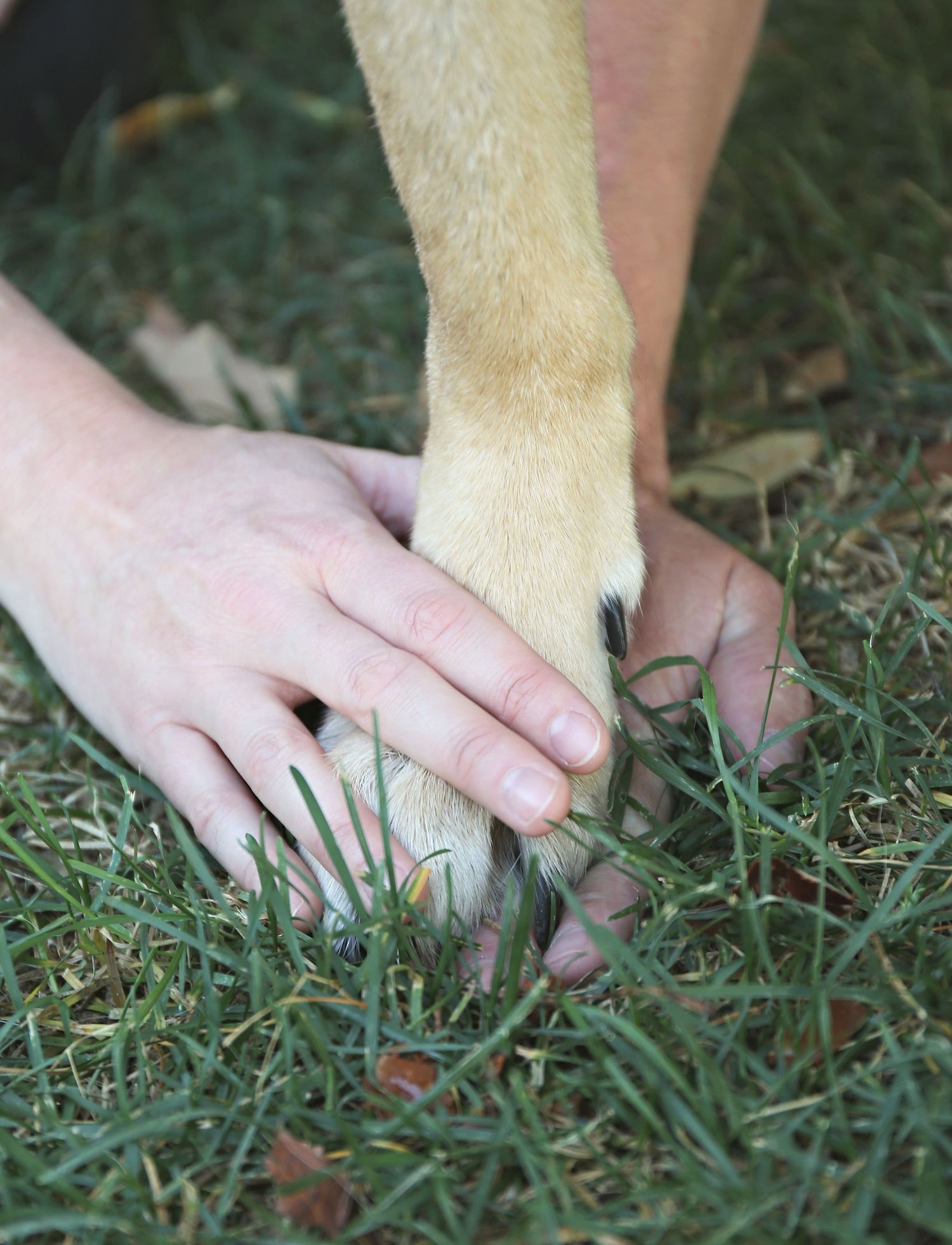Close-up of hands gently petting a dog's paw on green grass.