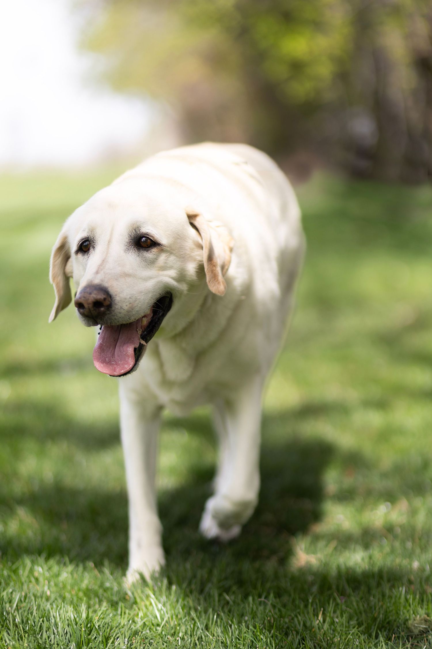 A happy yellow Labrador Retriever walking on green grass with tongue out in a sunny park.