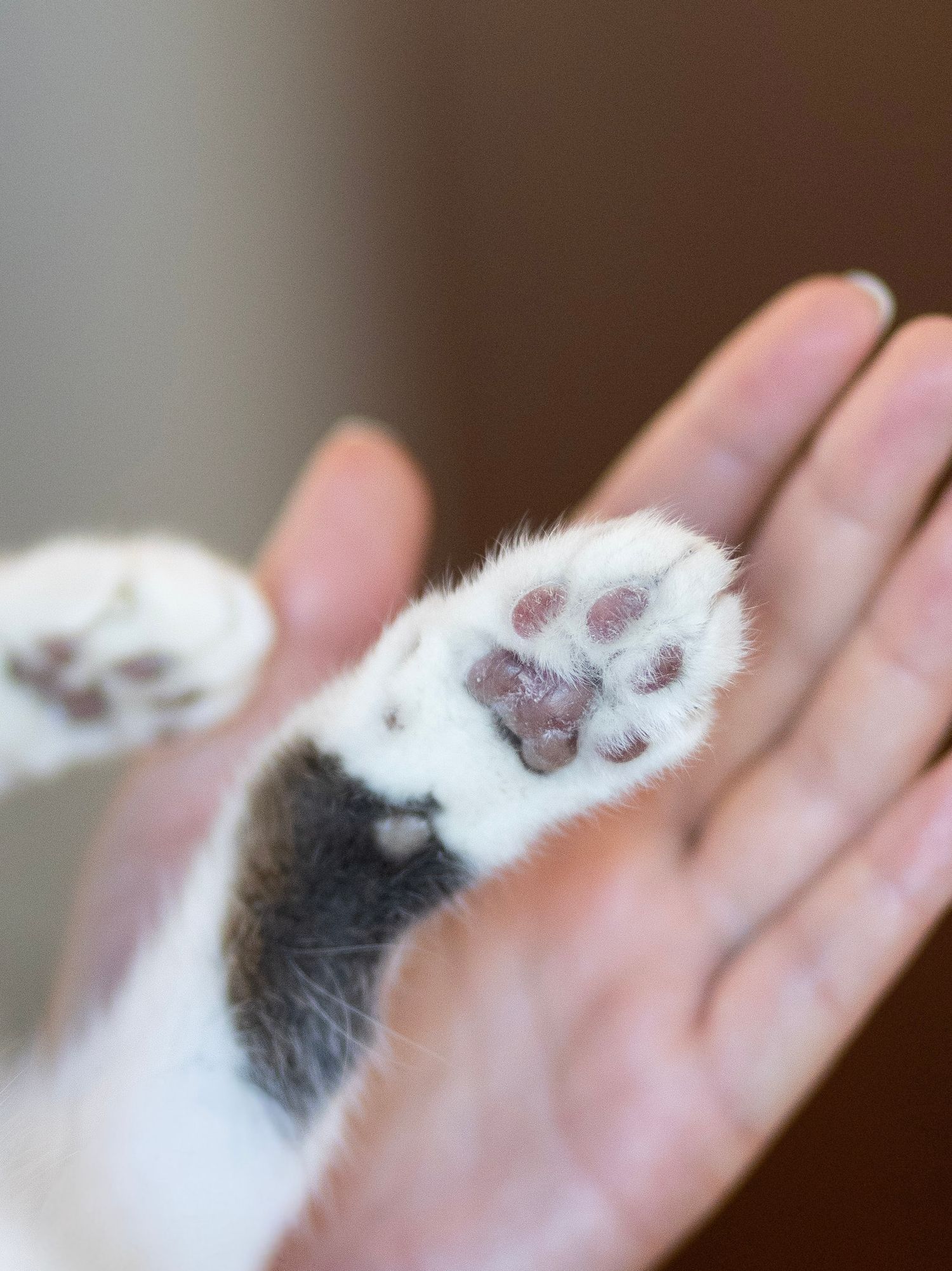 A human hand gently holds a small white and gray cat paw, showing pink toe pads up close.