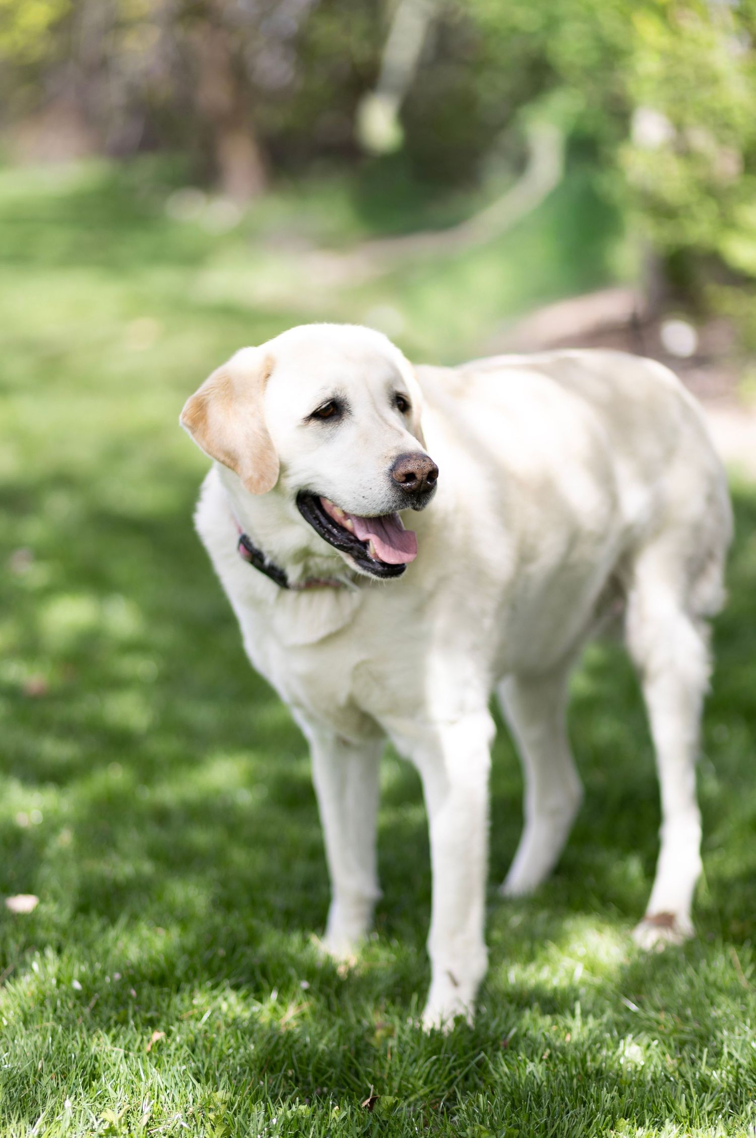Happy white Labrador Retriever standing on lush green grass in a sunlit park.