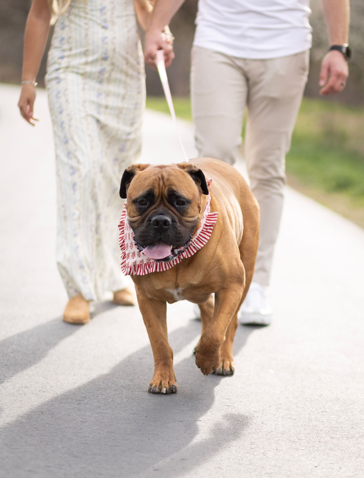 A large brown bullmastiff dog wearing a floral collar walks on a leash with a couple on a sunny path.