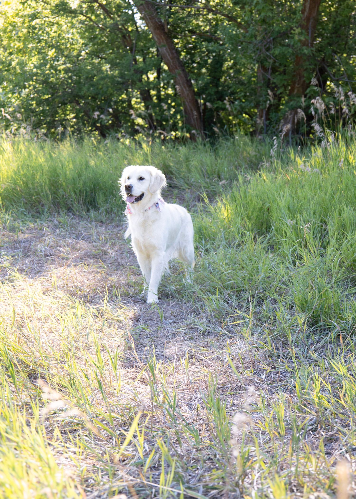 A Golden Retriever stands in sunlit grass with trees in the background.
