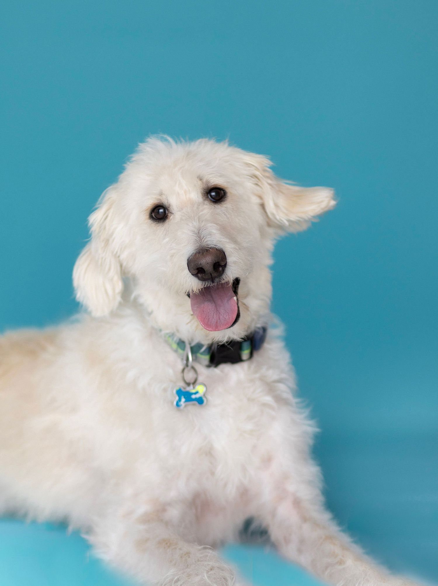 Fluffy white labradoodle dog poses playfully in sequence against turquoise background, showing different expressions and angles.