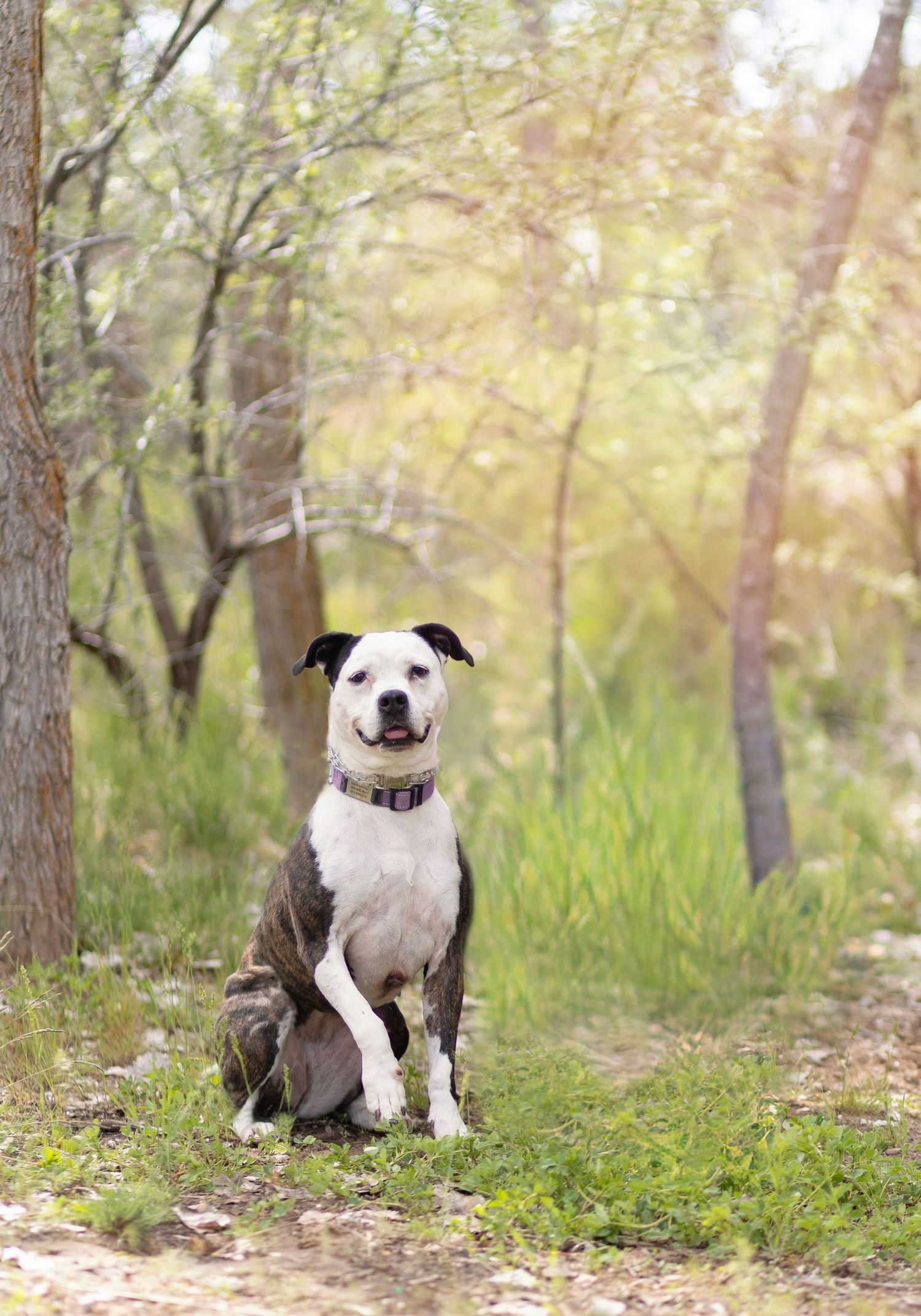 A black and white pit bull dog sits on grass in a sunlit forest, wearing a collar, looking alert and happy.