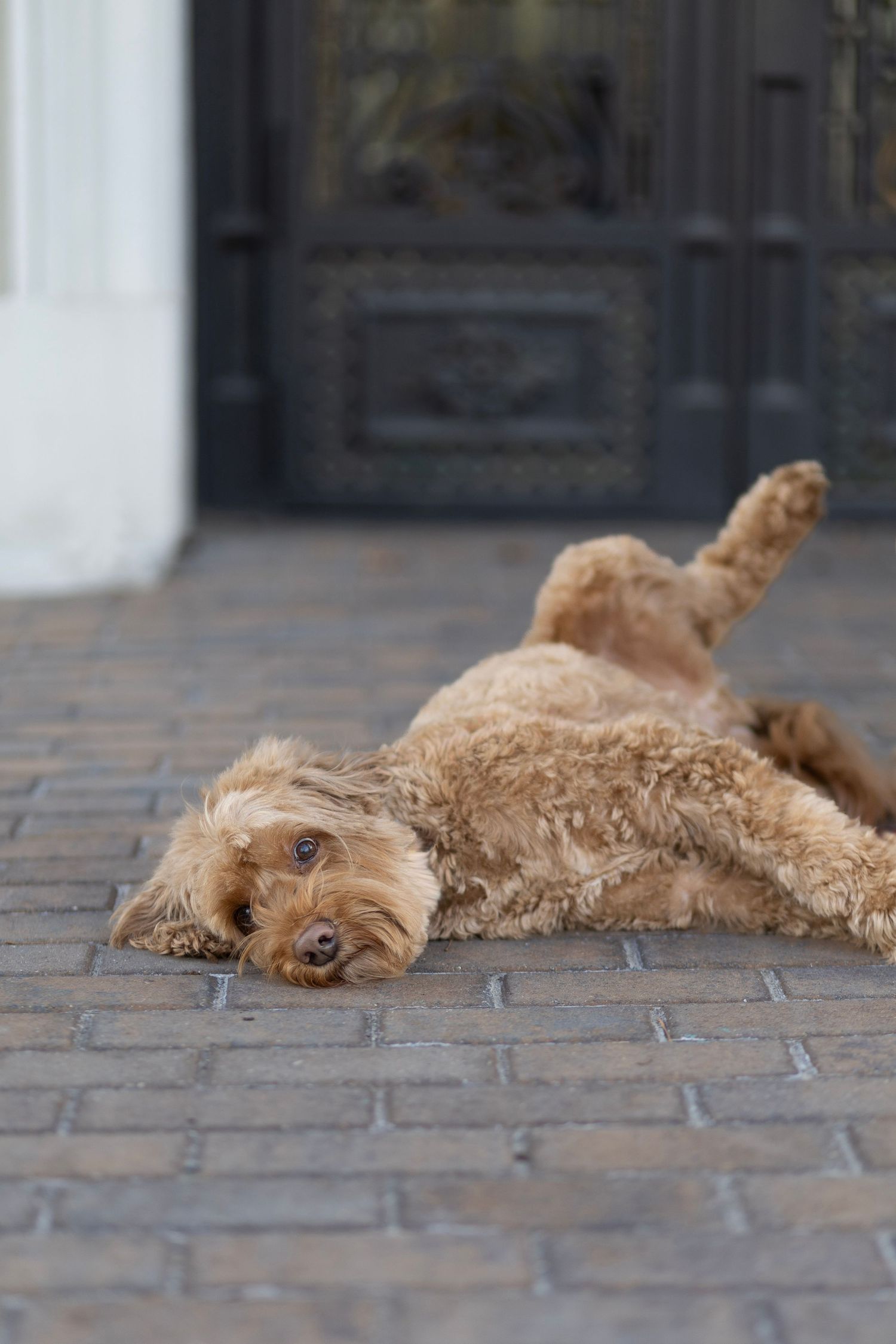 Fluffy golden Cavapoo dog lying on its back on brick pavement near a dark ornate door.